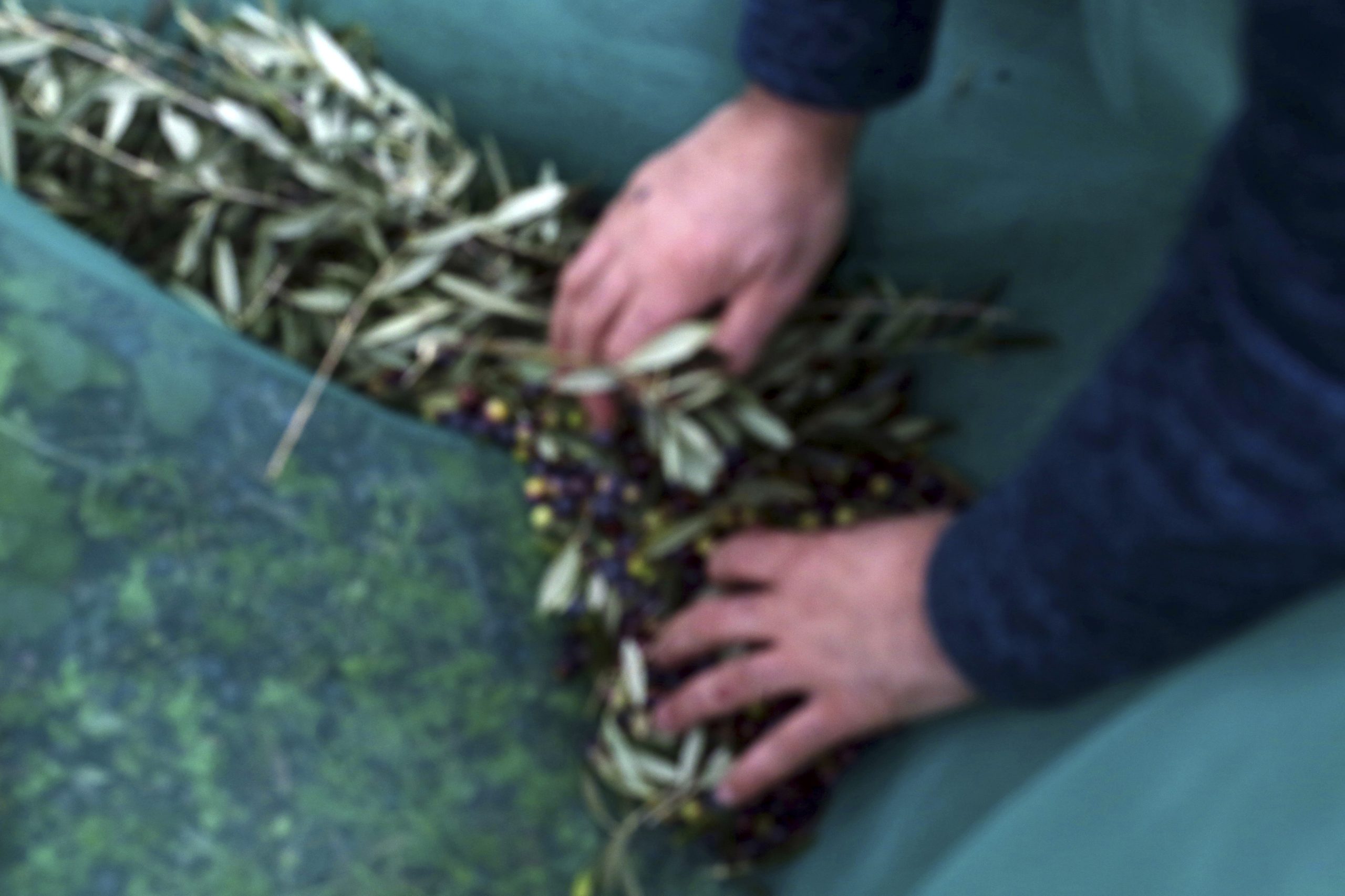 GNR aprende cerca de 20 toneladas de azeitona roubadas em Ferreira do Alentejo