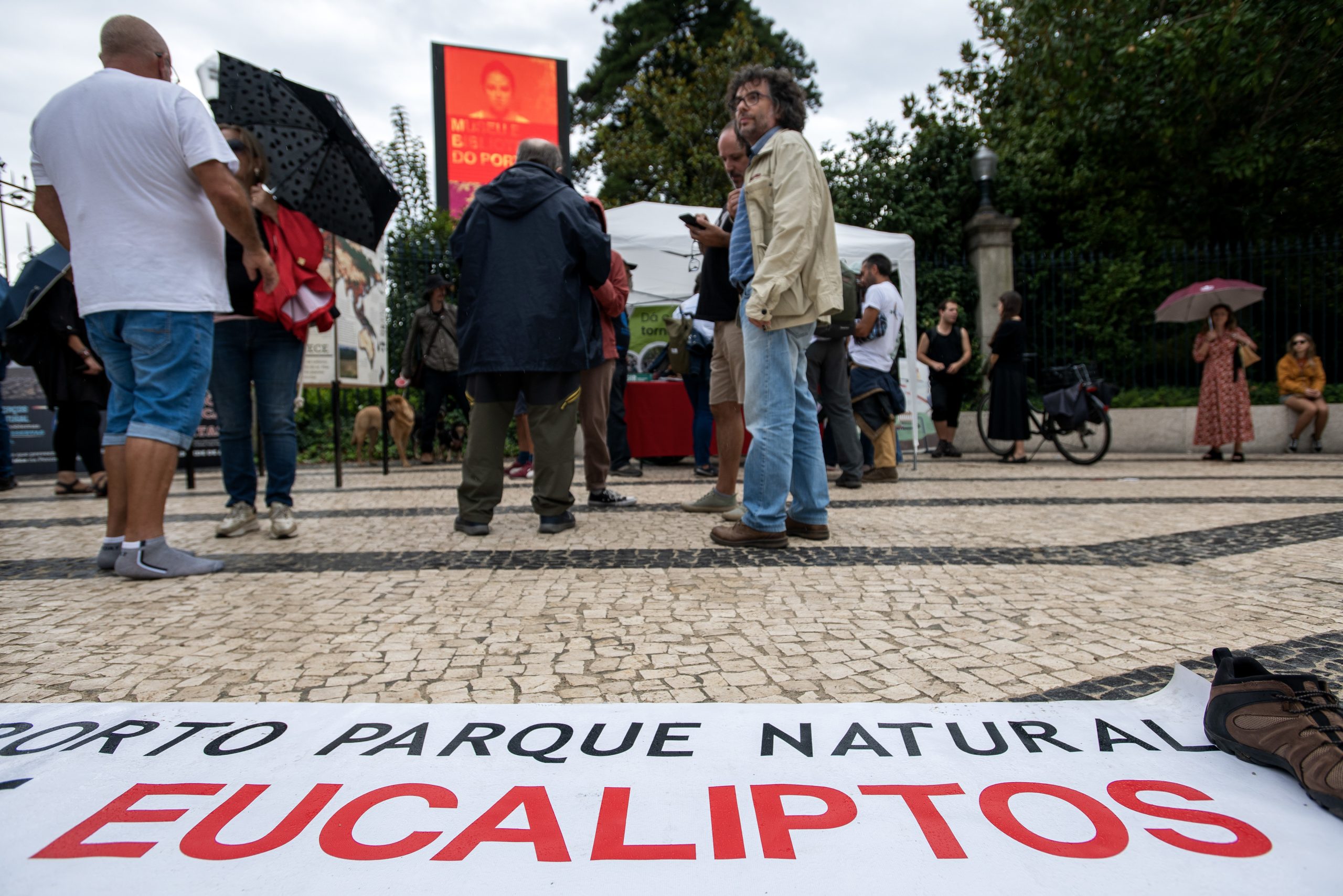 Manifestantes no Porto dizem “basta” aos eucaliptos