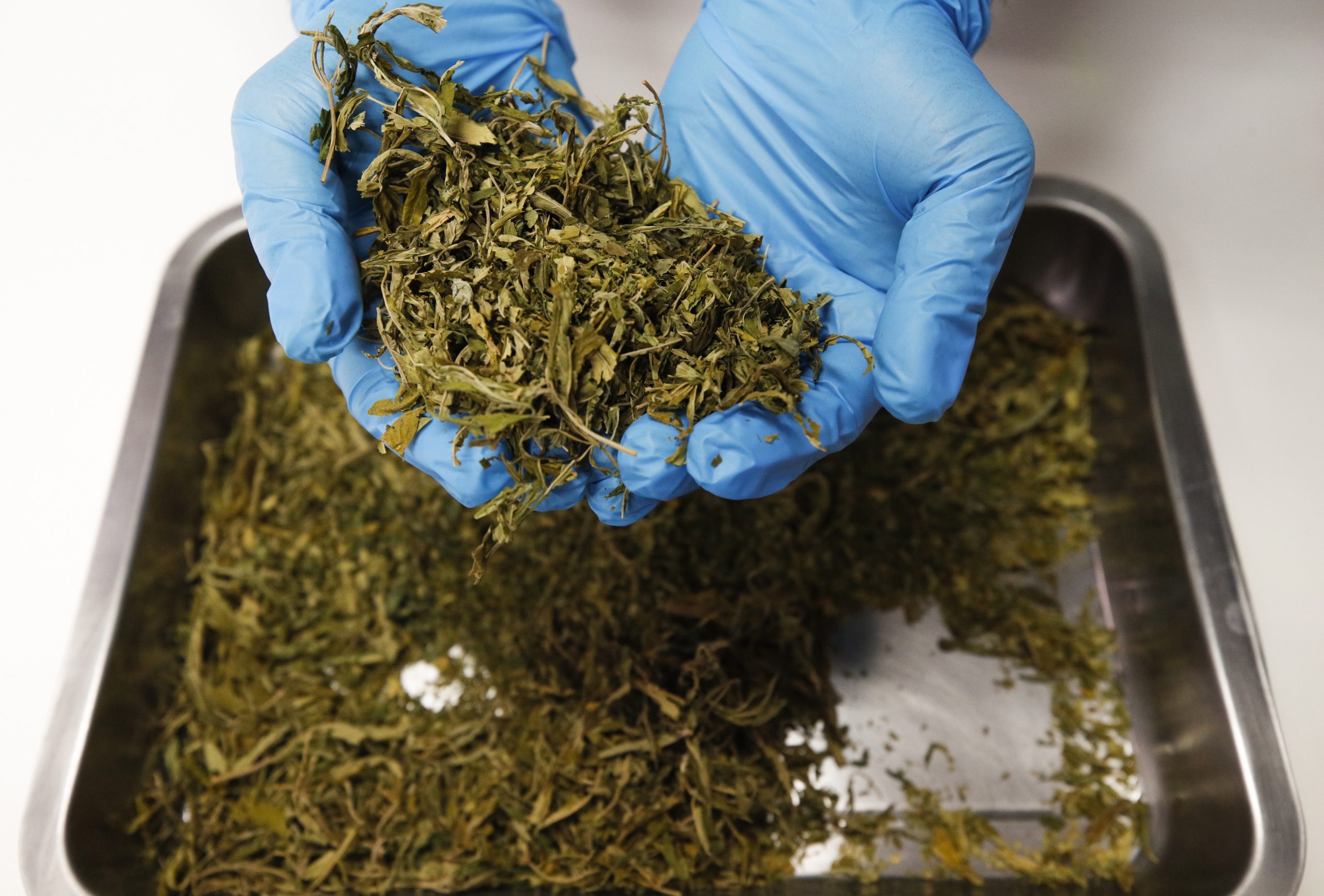 Cada vez mais droga na Europa: Canábis é a droga mais usada