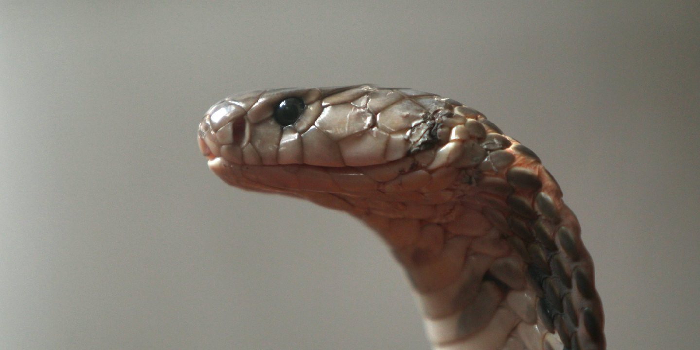 Homem que se deixou morder por cobras 200 vezes inspira novo antiveneno universal