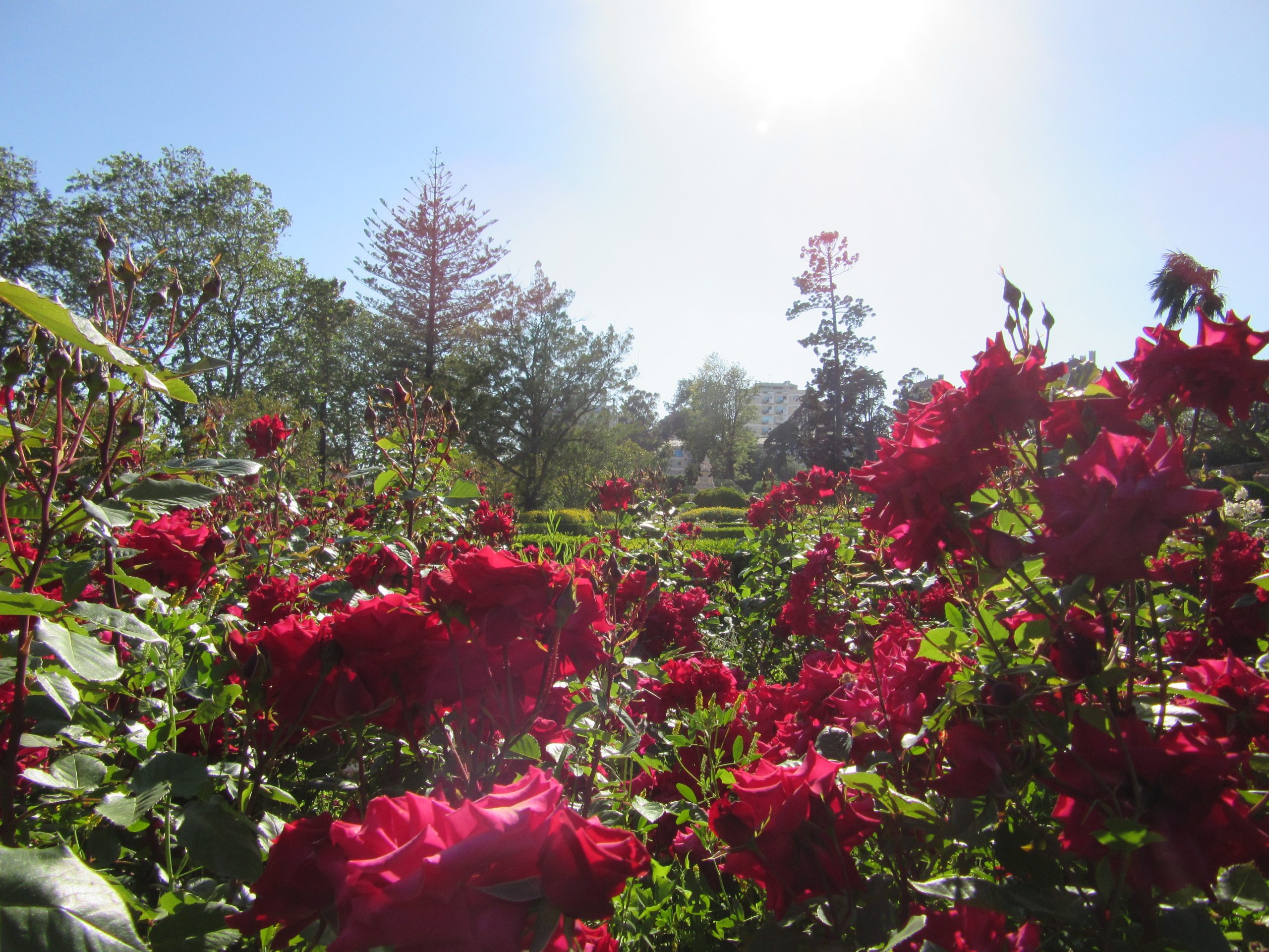 O corpo é o tema dos próximos Jardins Efémeros de Viseu