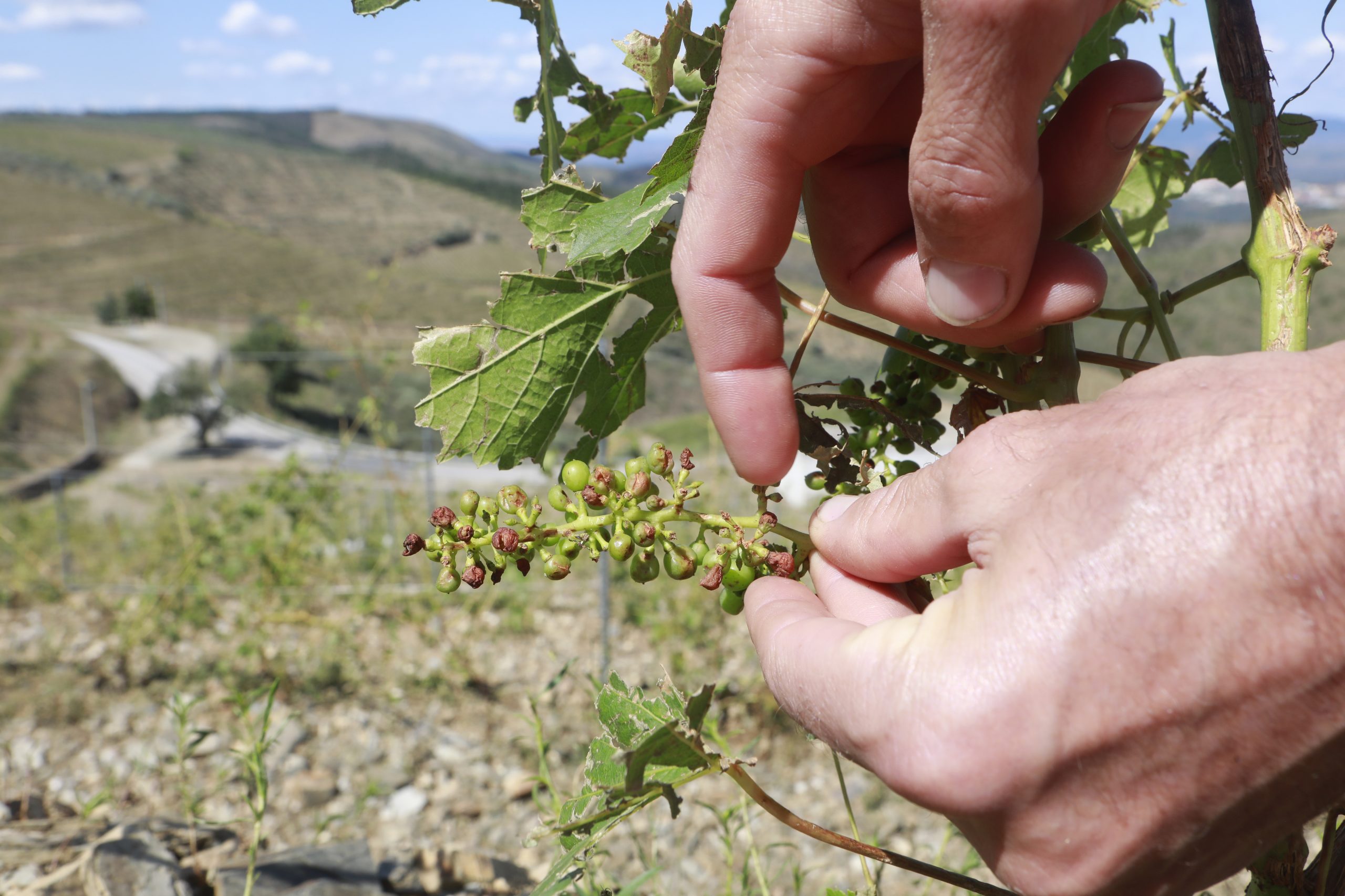 Produtores vitivinícolas de Foz Côa desolados após intempérie que destruiu produção