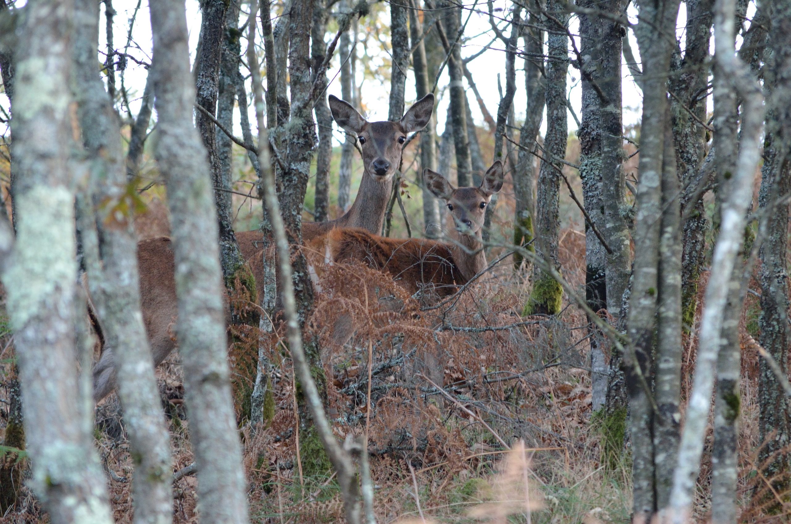 Os animais regressam às áreas queimadas? Universidade de Coimbra analisa efeitos dos incêndios em animais selvagens