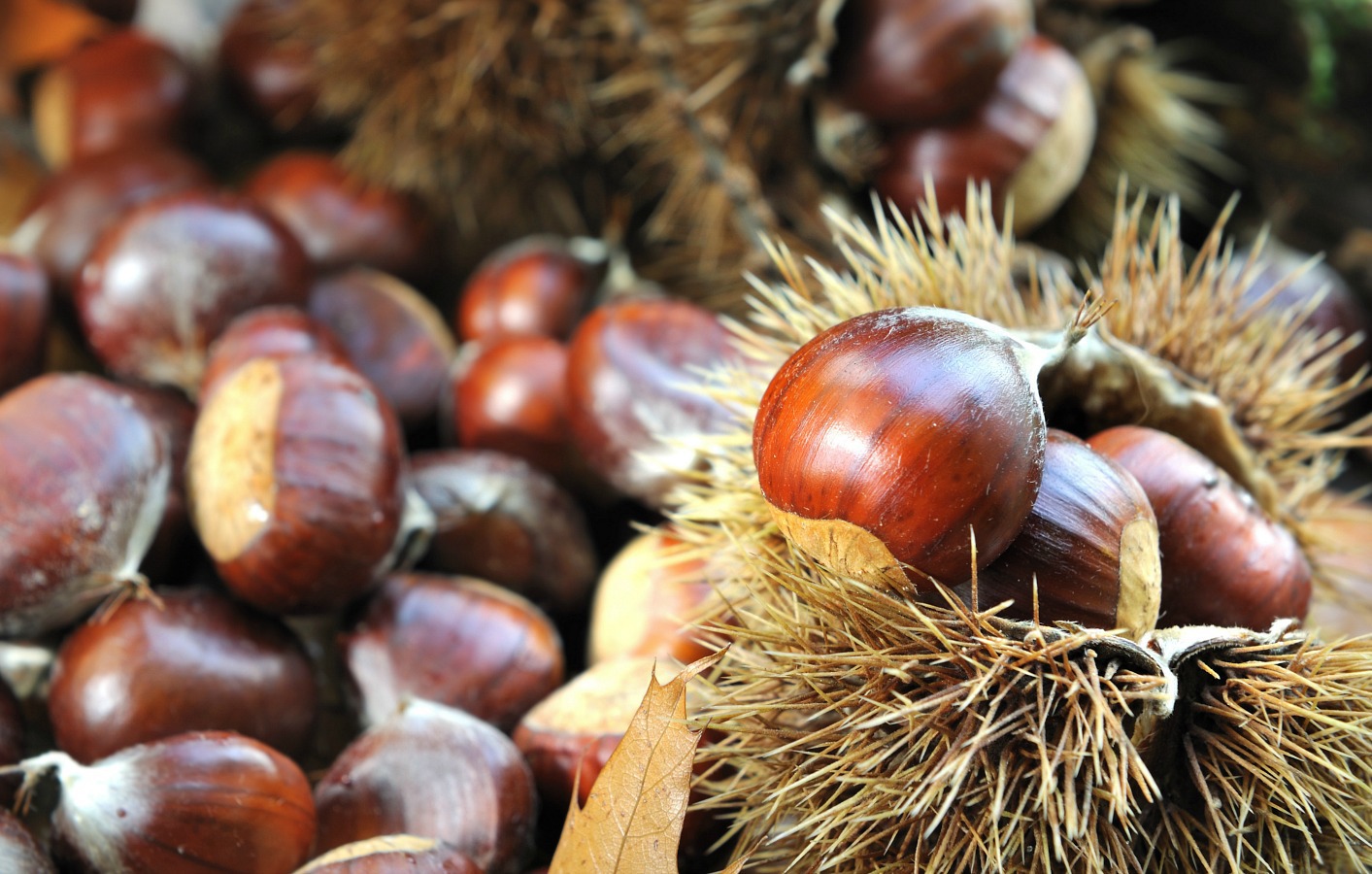 Seca: Produtores de castanha de Marvão preveem ano “péssimo”