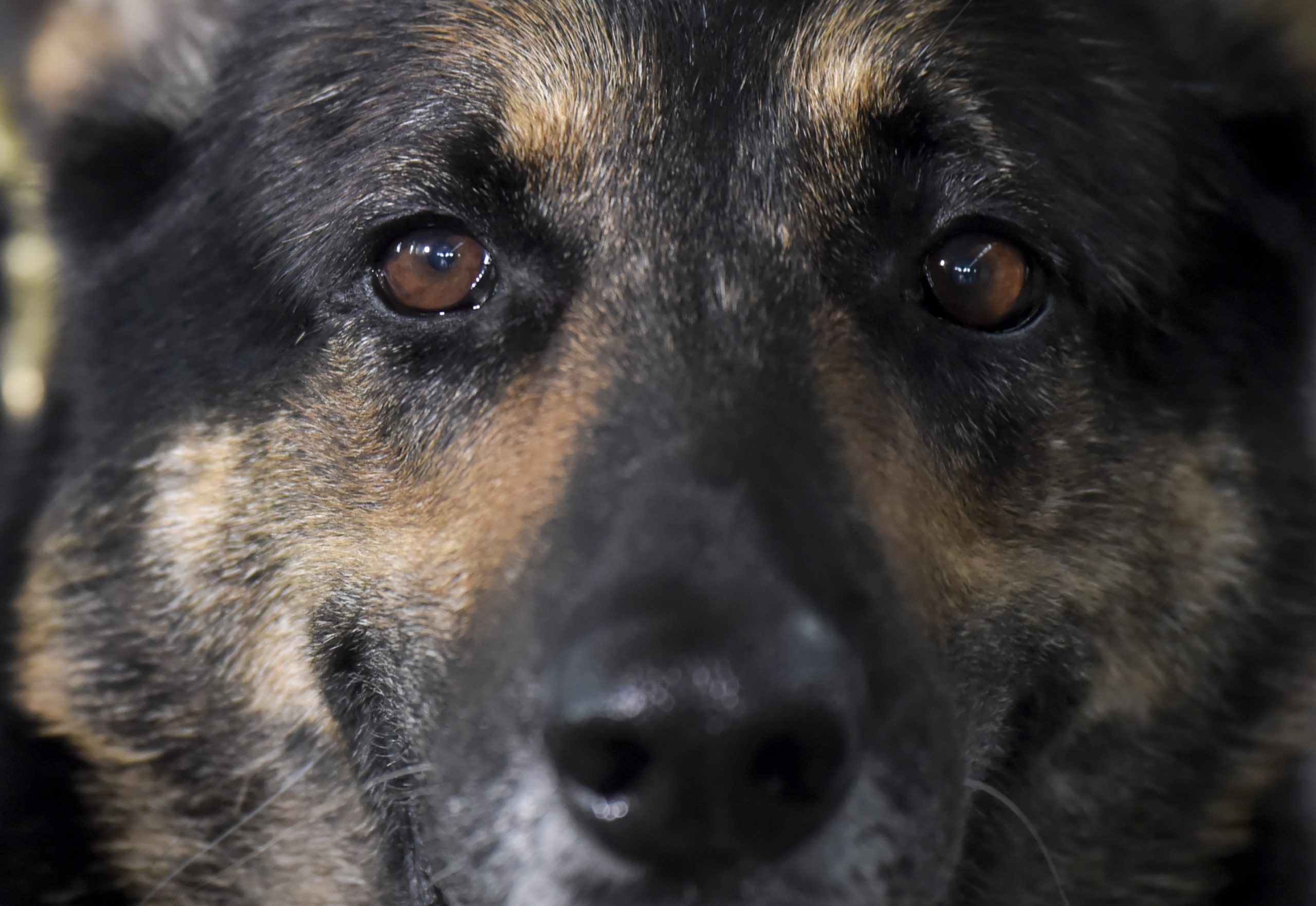 Investigadoras desenvolvem estudo sobre a domesticação de cães e lobos