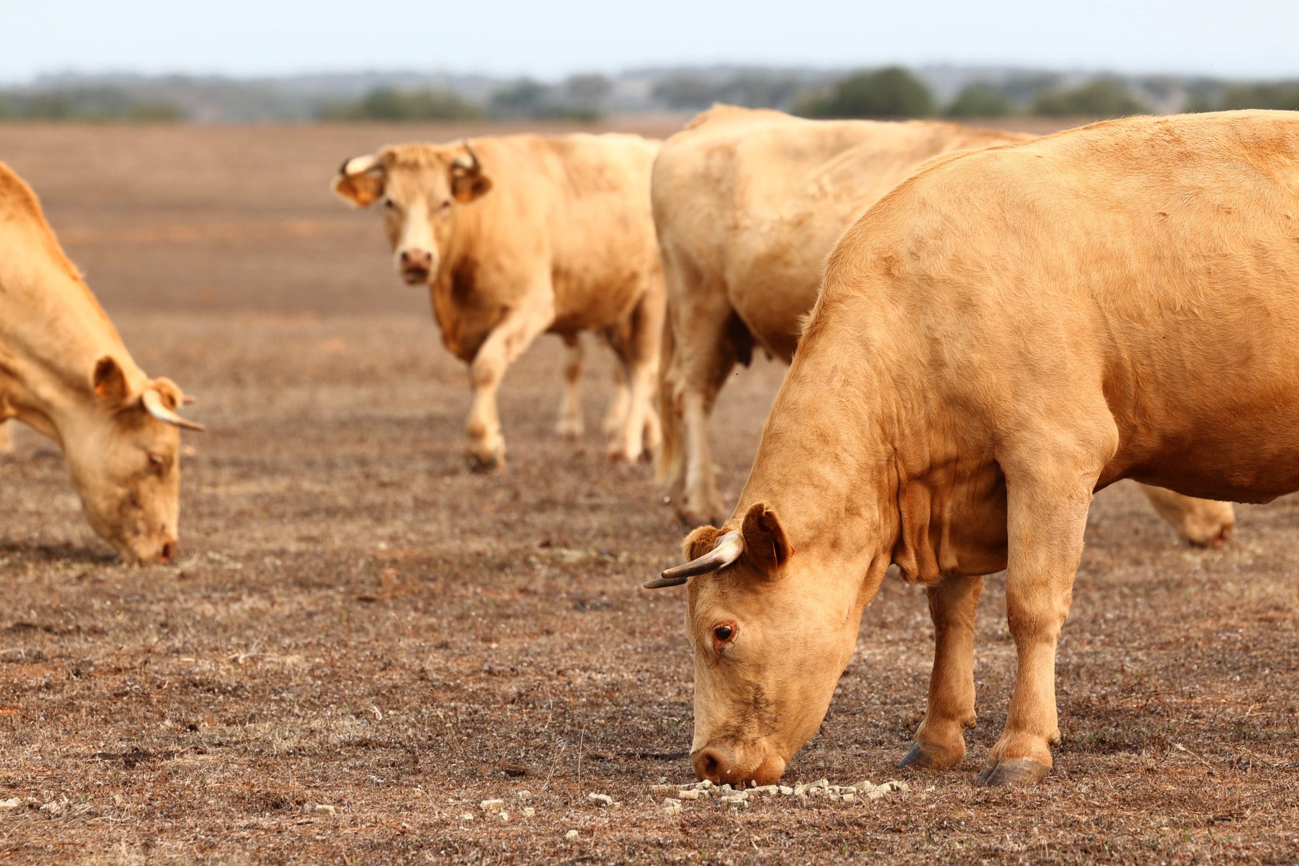 Devido à seca, agricultores podem solicitar autorização para dar alimentos não biológicos a animais