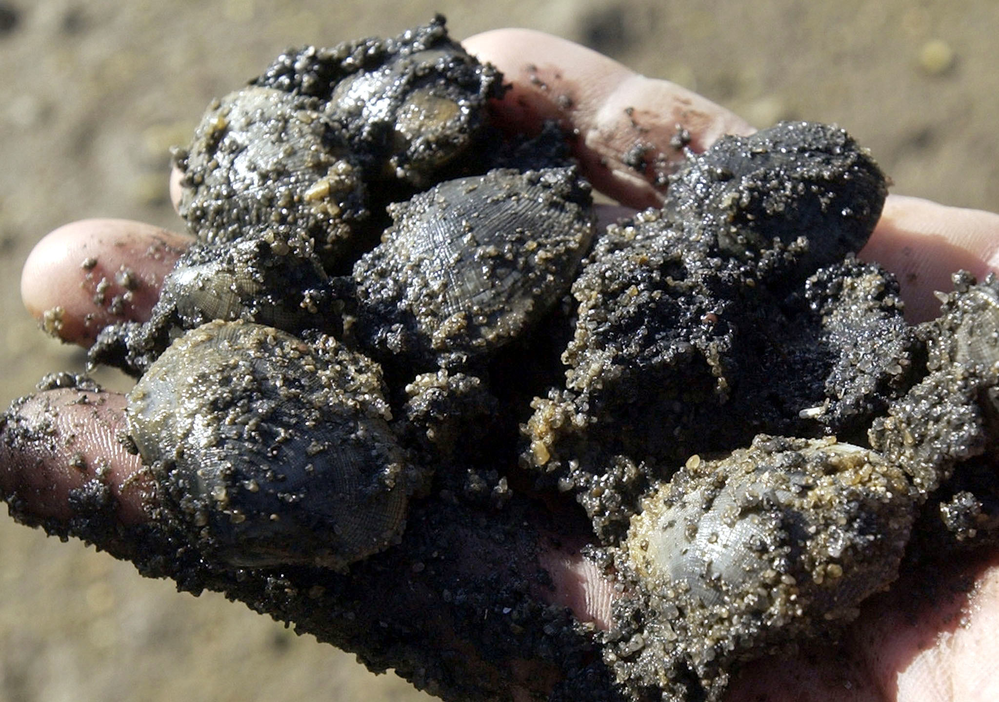 Controlo Costeiro da GNR apreende 270 quilos de bivalves em Olhão e Quarteira