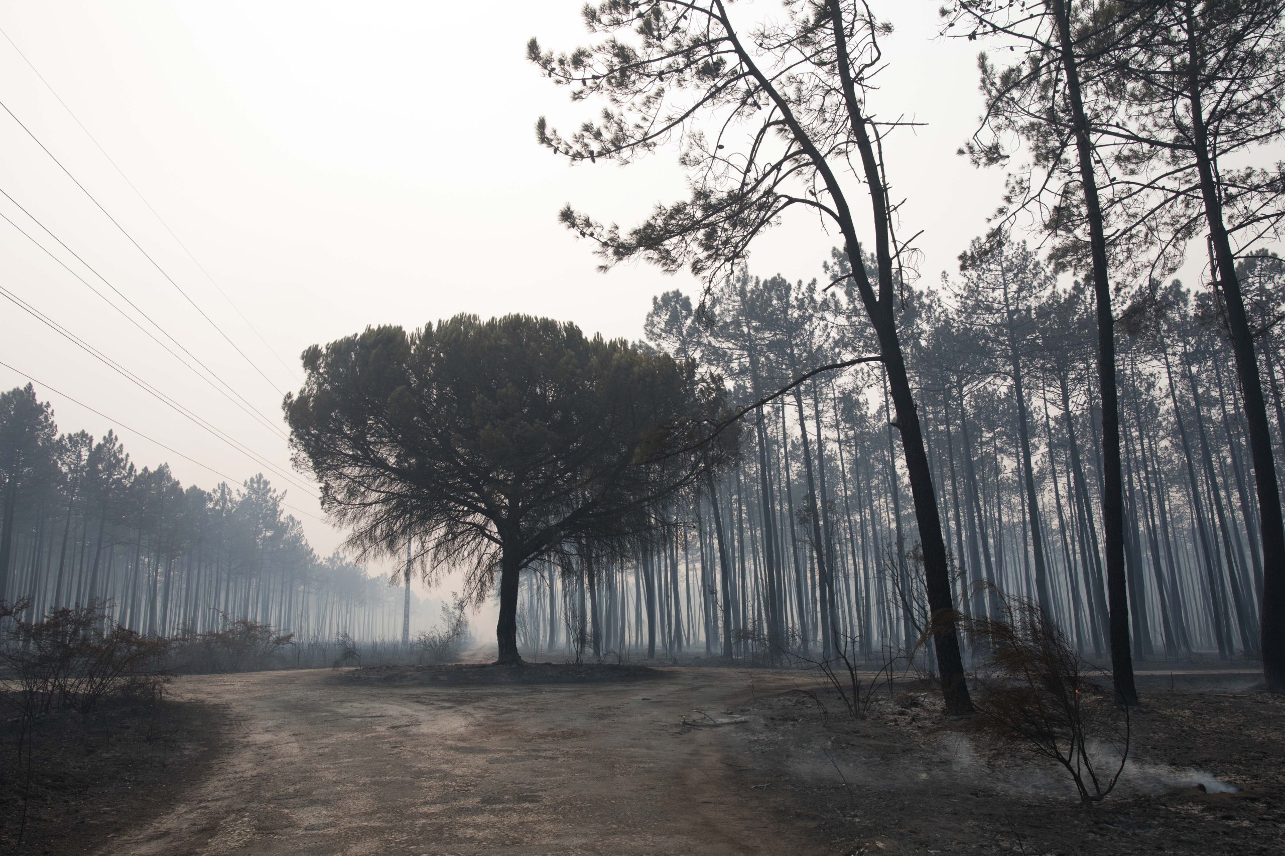 Reprogramação do Portugal 2020 na Concertação Territorial para dar maior atenção à floresta
