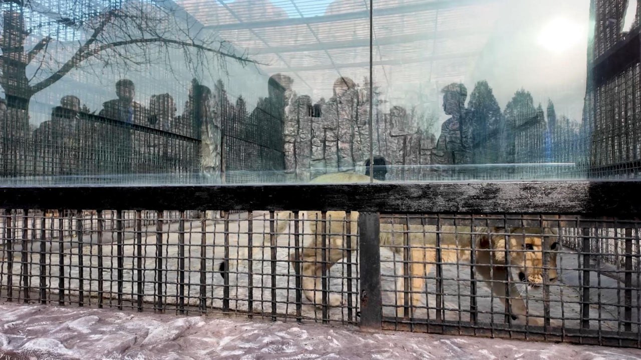 Coreia do Norte enviou tropas para Putin. Rússia retribuiu com leões, ursos e mais de 70 animais