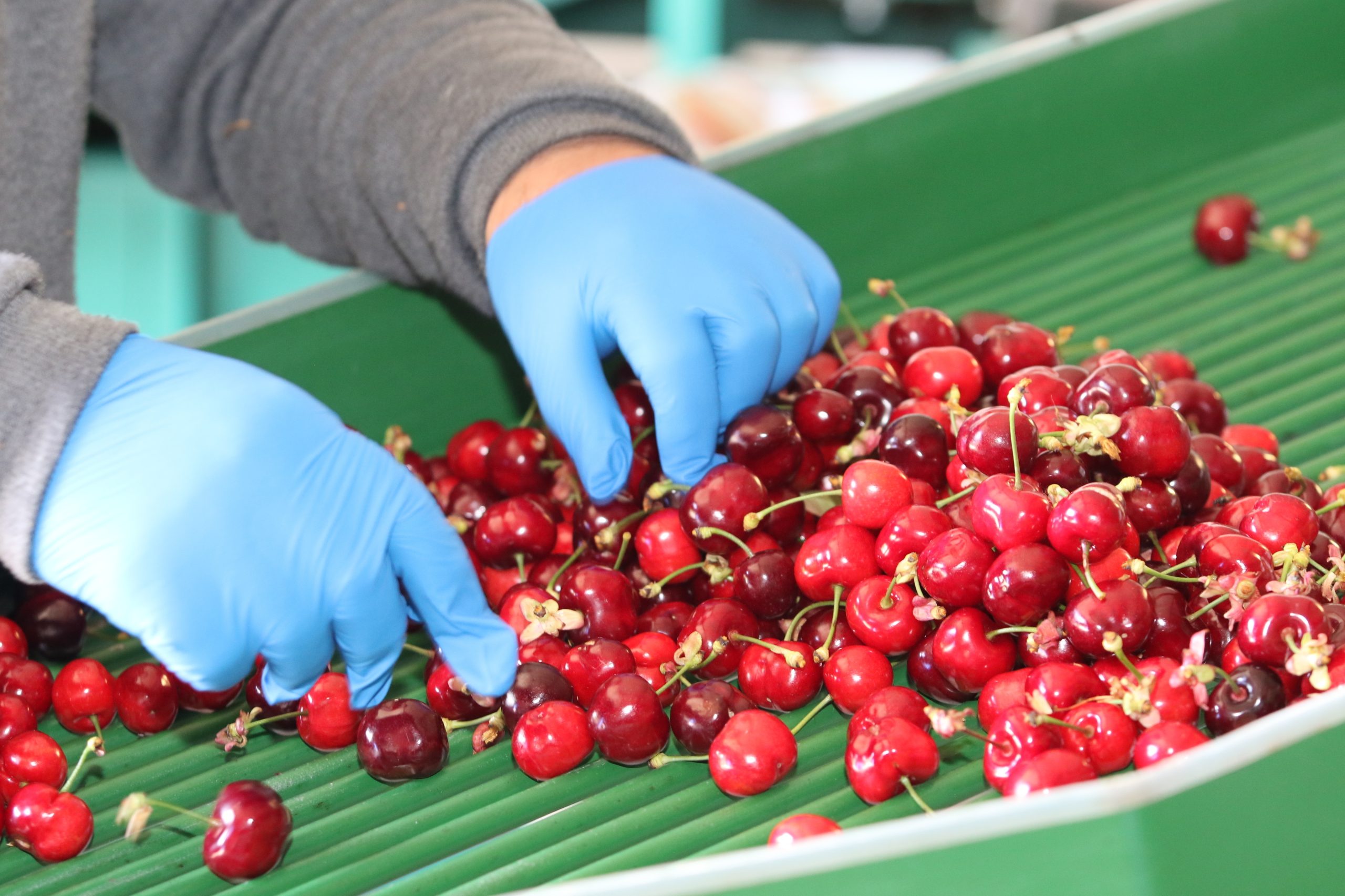 Baixas no setor da fruta. Produção de cereja vai cair 60% e de pêssego 20% devido às chuvas intensas