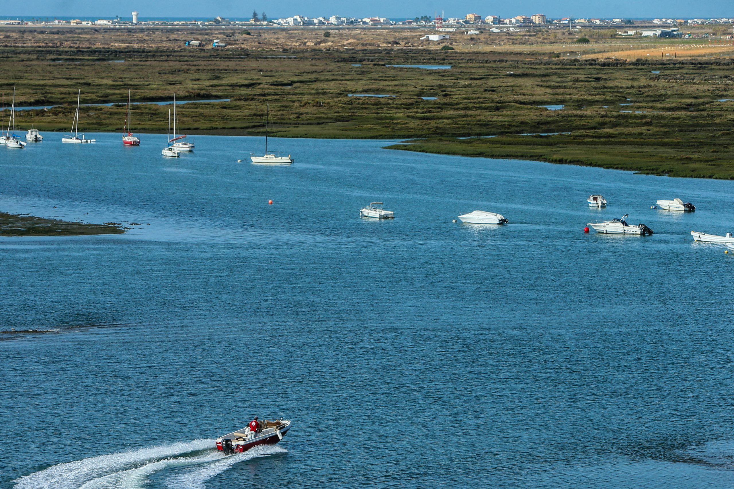 Nova espécie de crustáceo semelhante a camarão encontrada na Ria Formosa