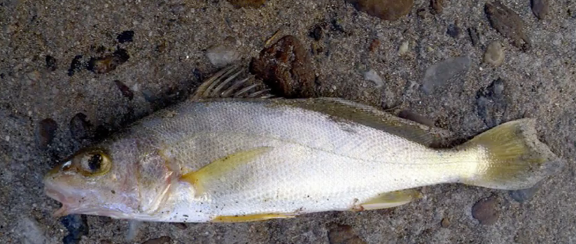 Grito de acasalamento da corvina do Golfo da Califórnia pode causar surdez em golfinhos