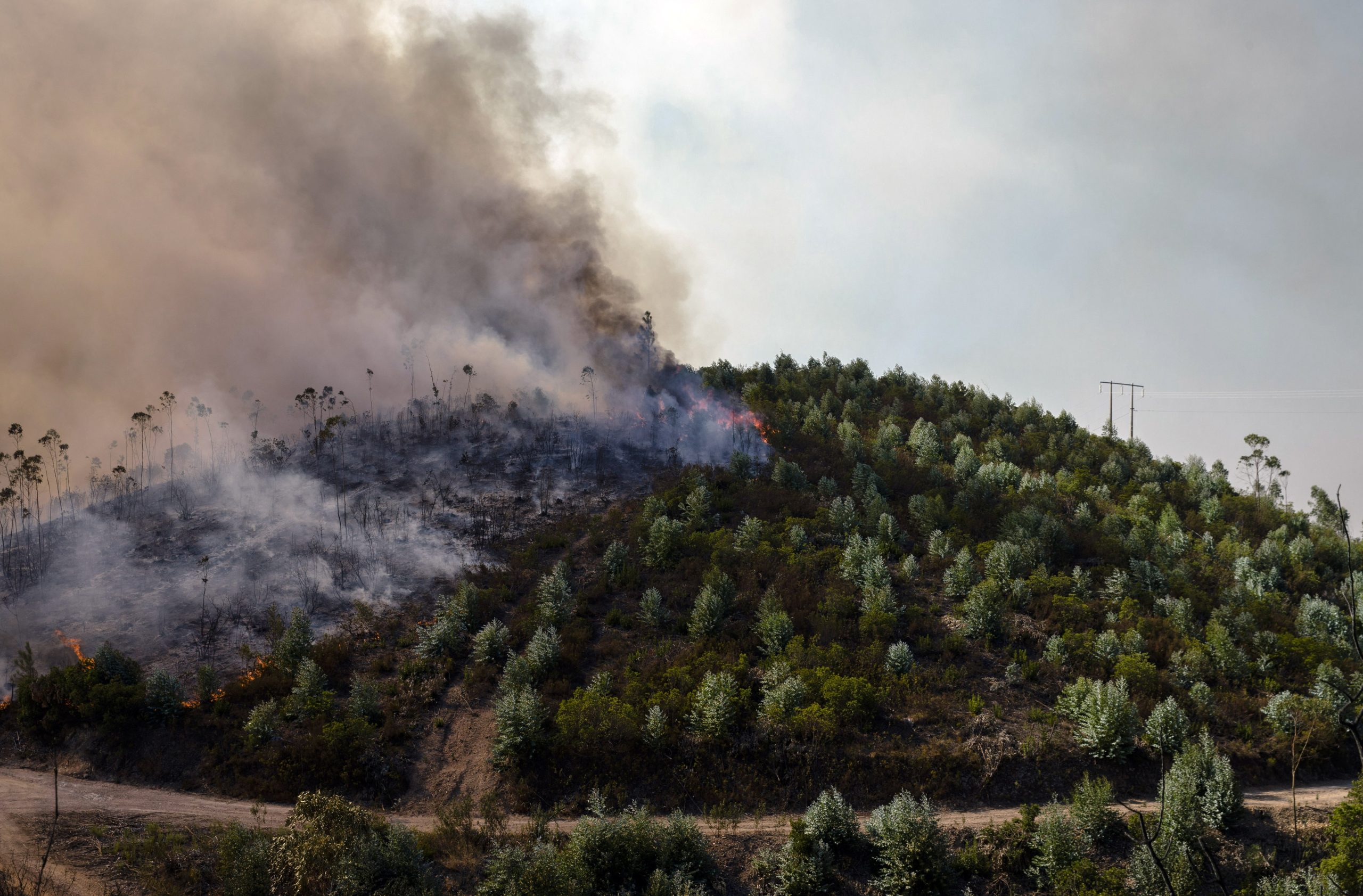 Costa anuncia que “reforma estrutural” da floresta arranca a 21 de março