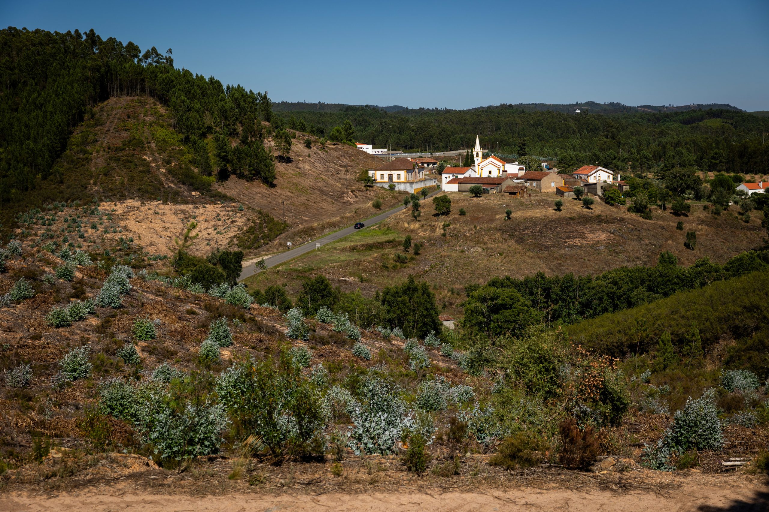 Oliveiras e medronheiros ganham terreno e são devolvidos ao concelho de Sardoal