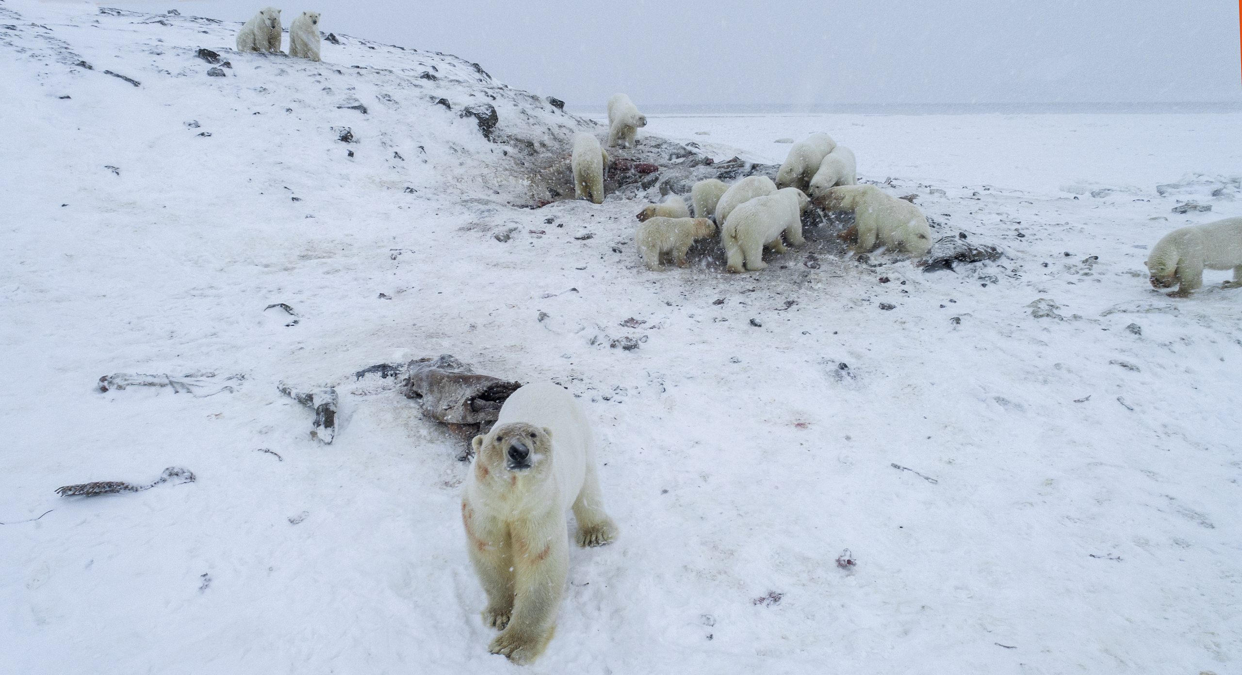 Esfomeados e sem gelo onde caçar, mais de 50 ursos polares visitaram uma vila na Rússia
