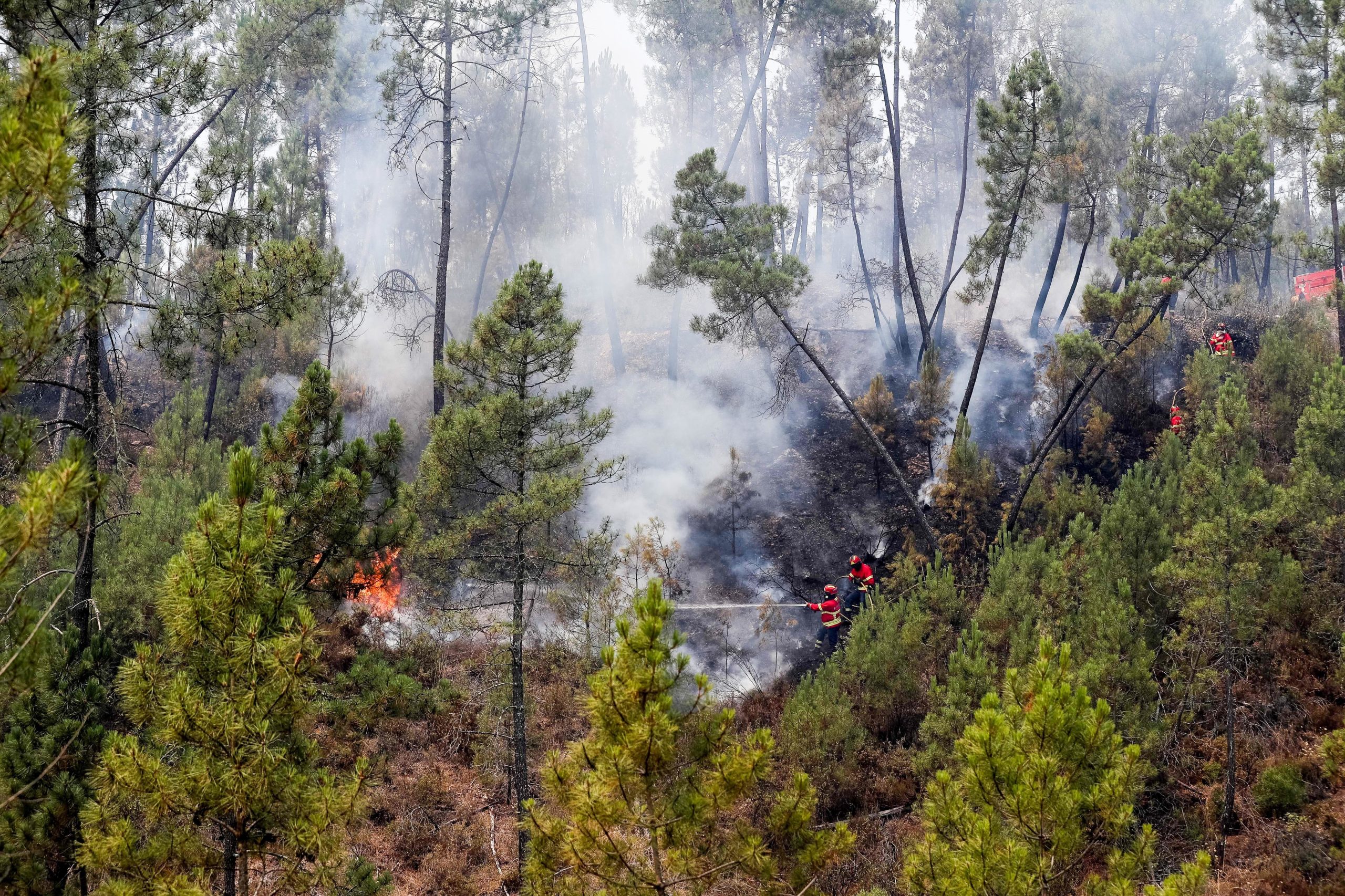 Incêndios. Quercus lamenta baixa execução de Plano de Desenvolvimento Rural