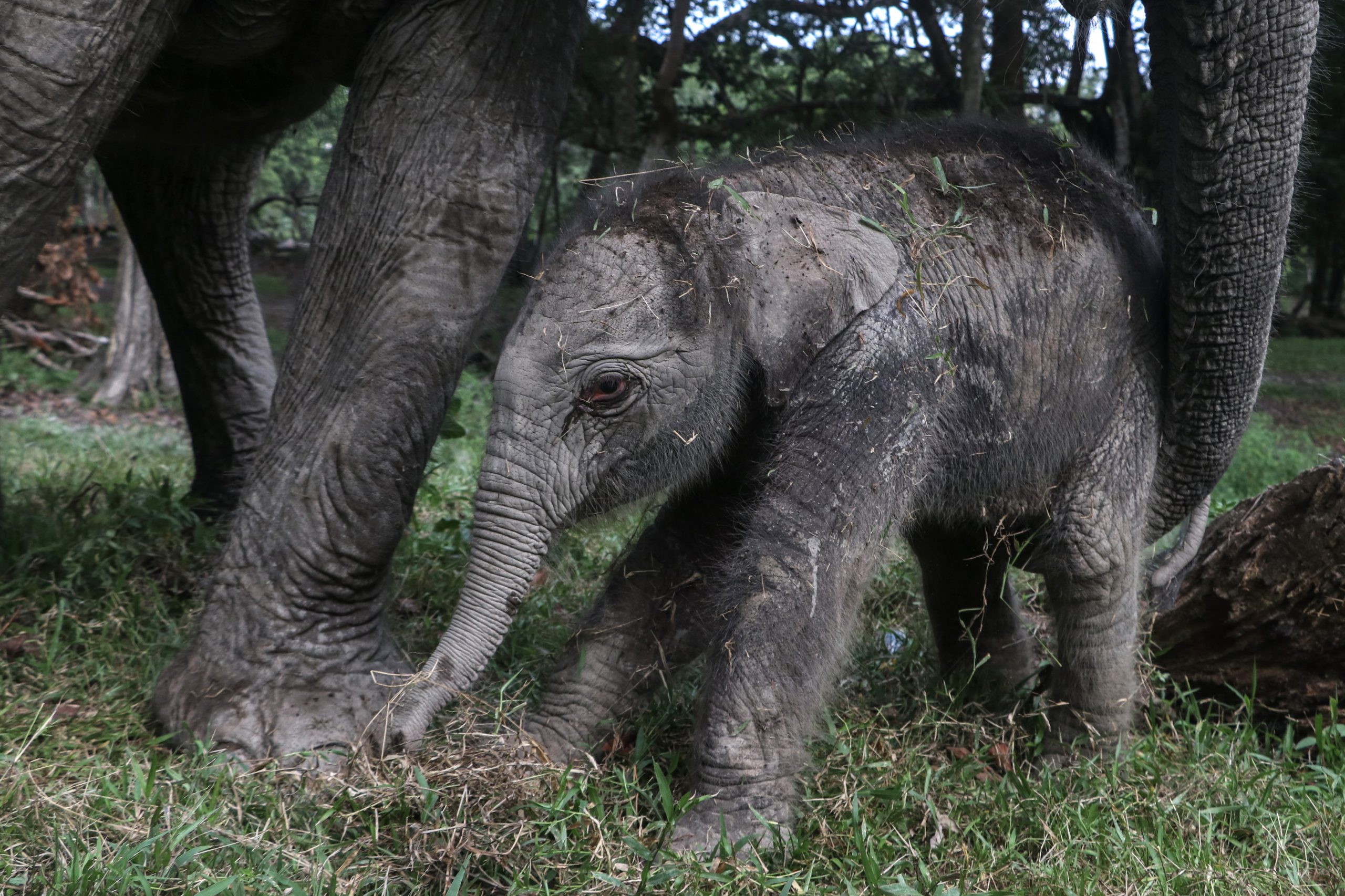 Elefanta Sumatra nasce em Parque Natural na Indonésia