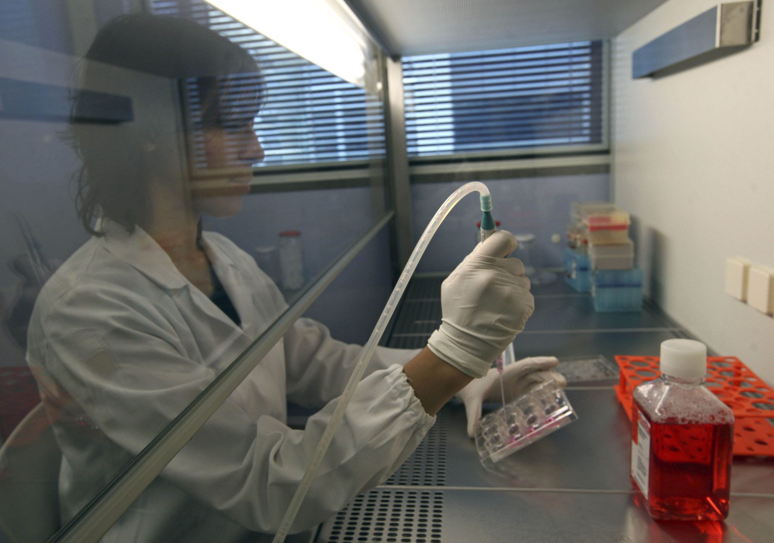 Investigadores da Universidade de Coimbra descobrem forma de aumentar a sobrevivência de células estaminais