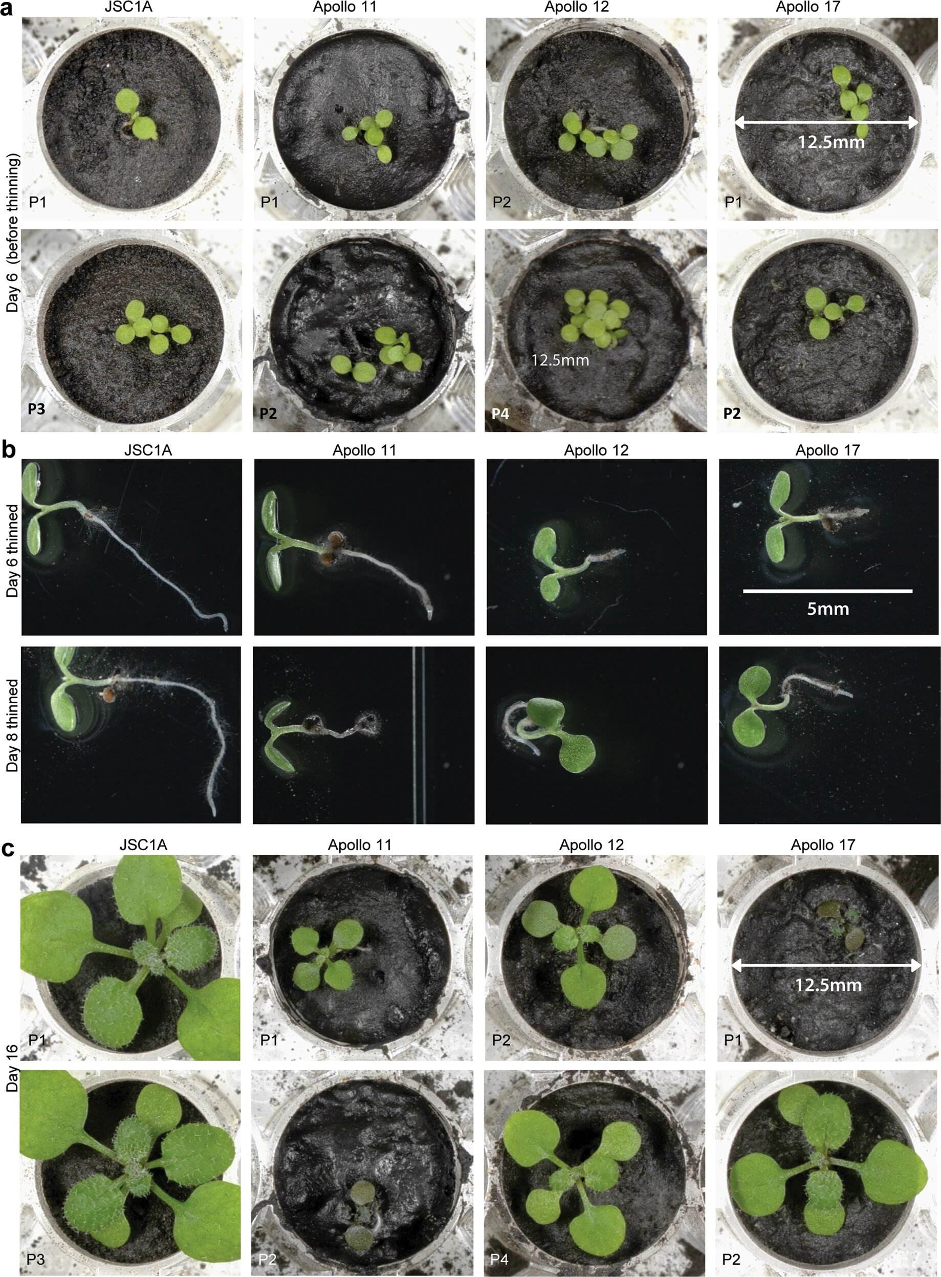 Cientistas conseguiram cultivar plantas em solo lunar