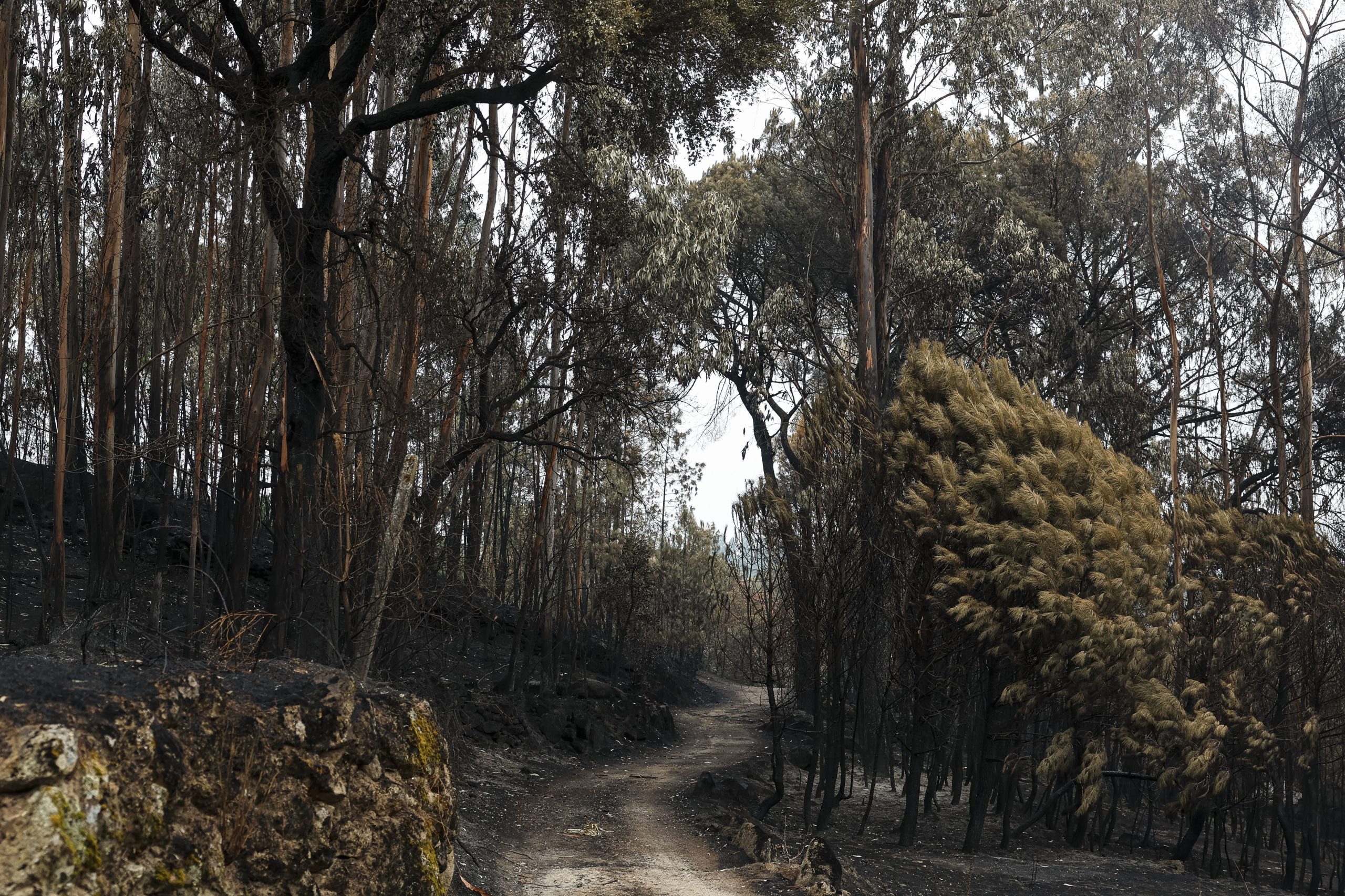 Proteção Civil alerta para riscos de inundações em zonas afetadas por incêndios