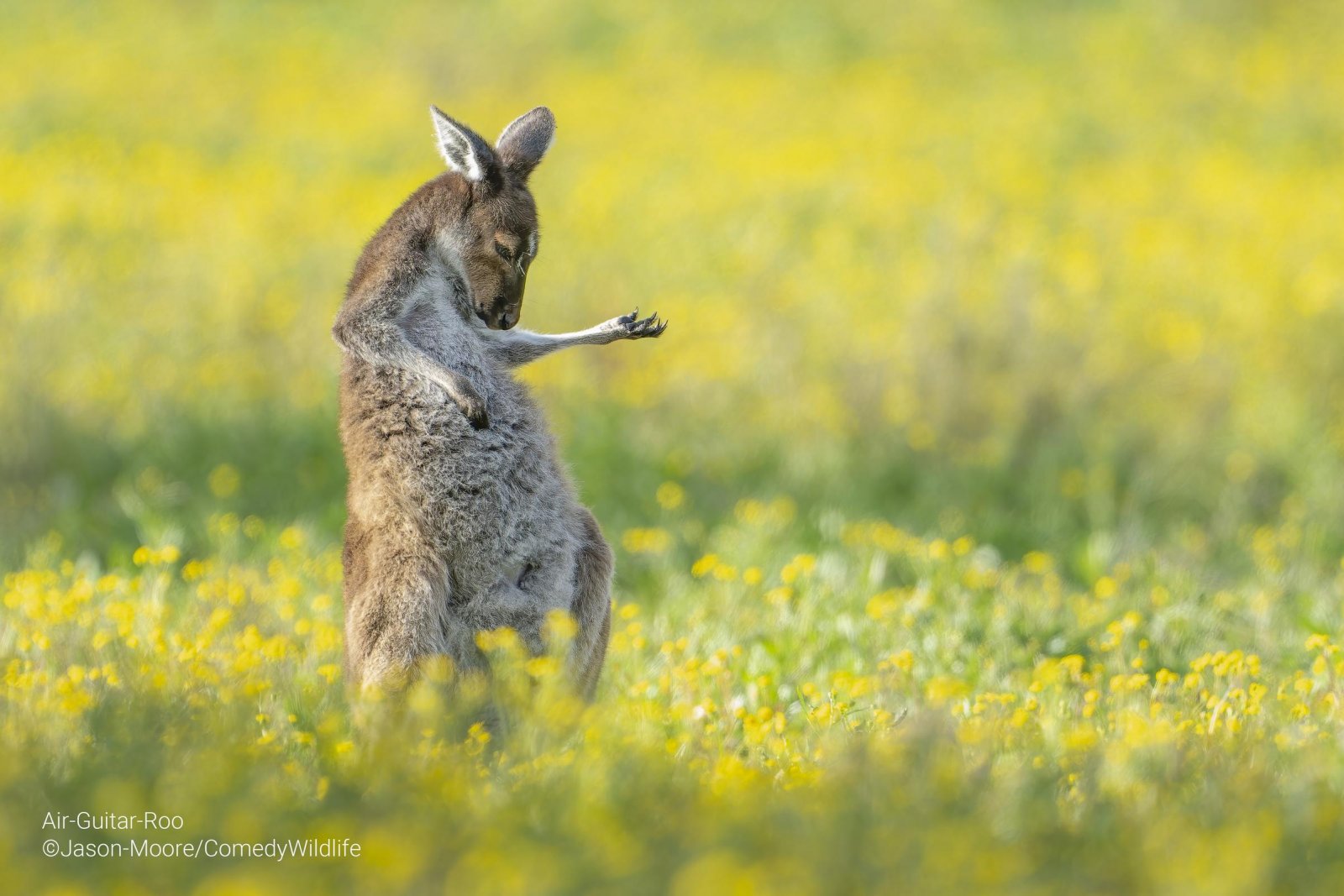 Comedy Wildlife Photo Awards: Um Canguru a tocar guitarra é a fotografia de vida selvagem mais cómica do ano