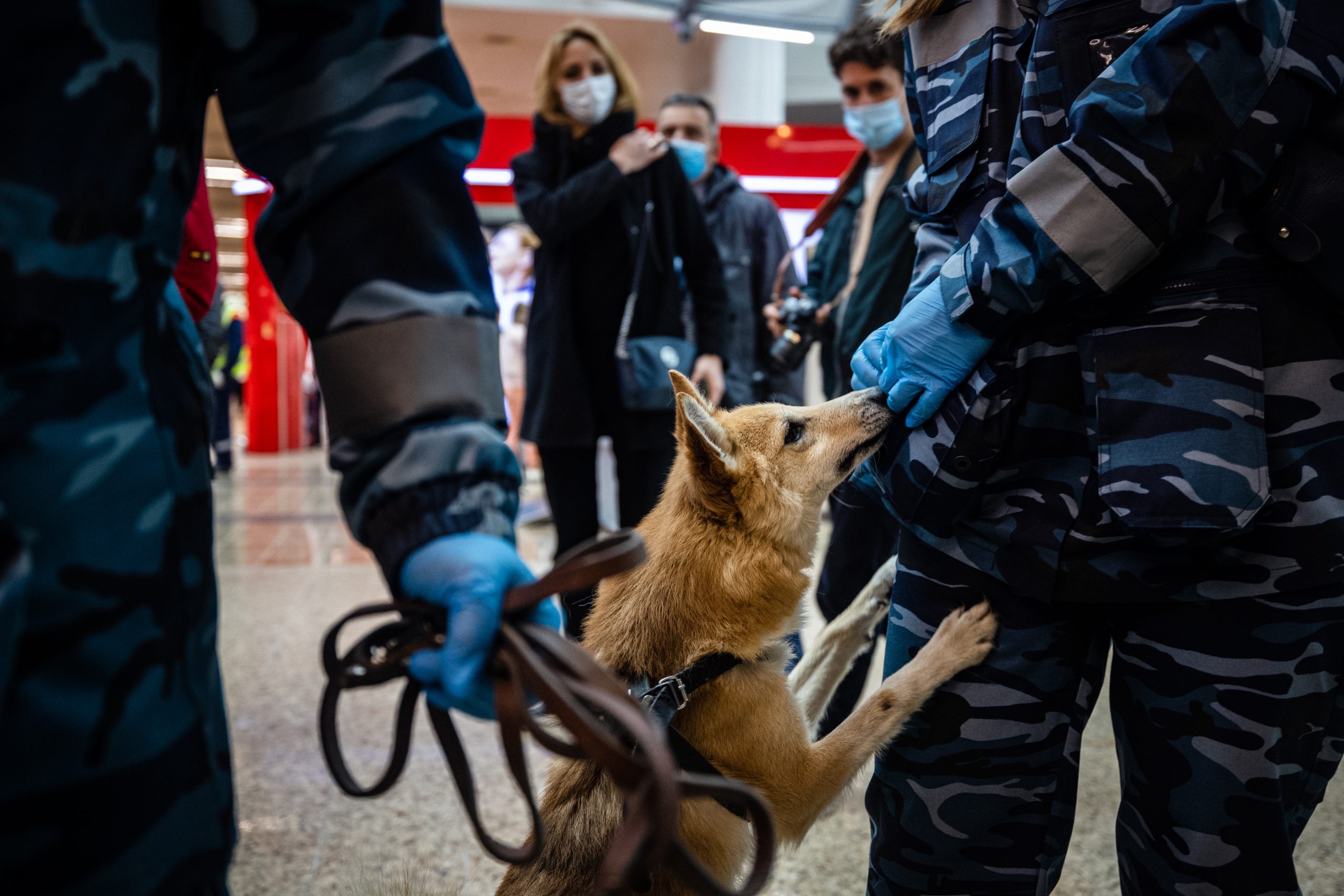 “Cães-chacais”, a raça criada na União Soviética que a Rússia usa agora para detetar covid-19