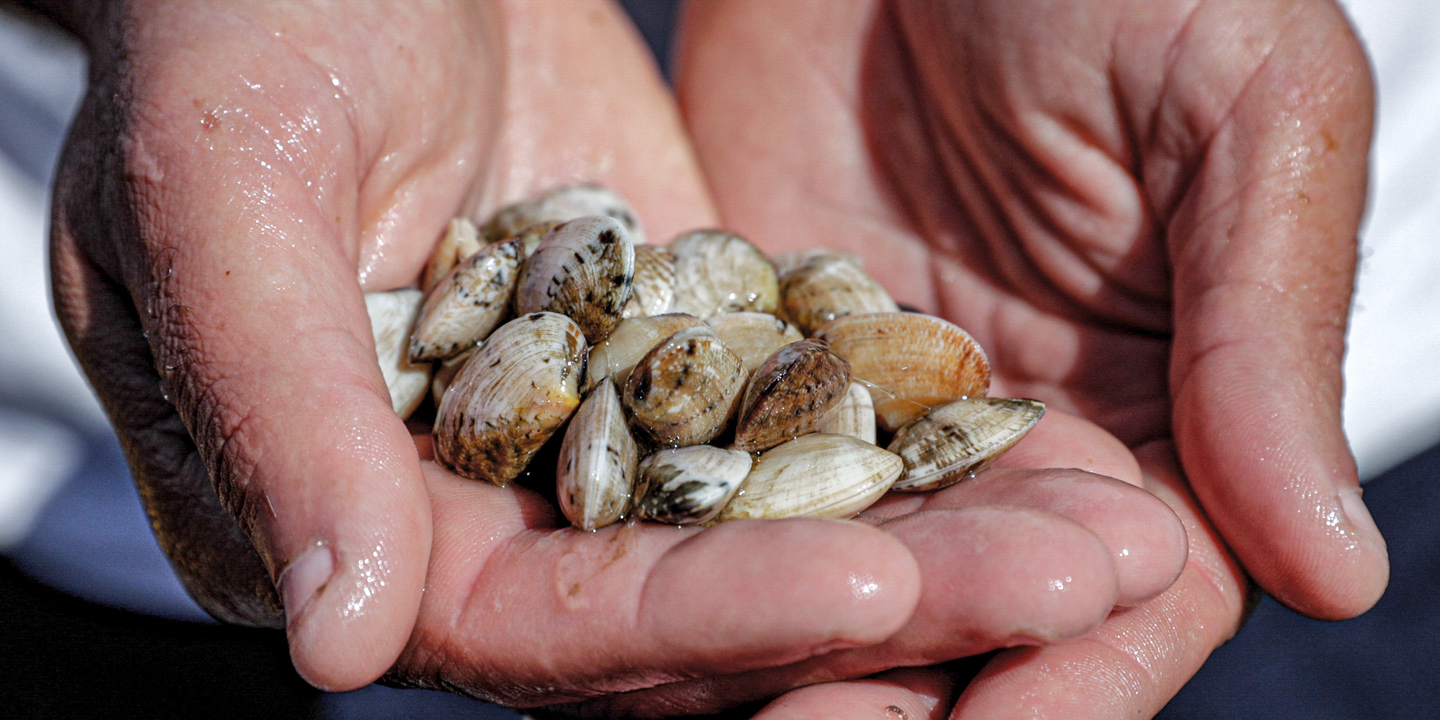 ASAE apreende 4,5 toneladas de moluscos bivalves vivos em Palmela
