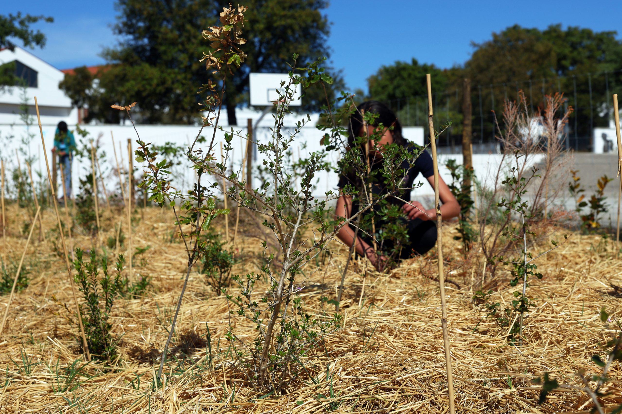 Escola em Évora ganha “oásis” de biodiversidade com método japonês de plantar árvores