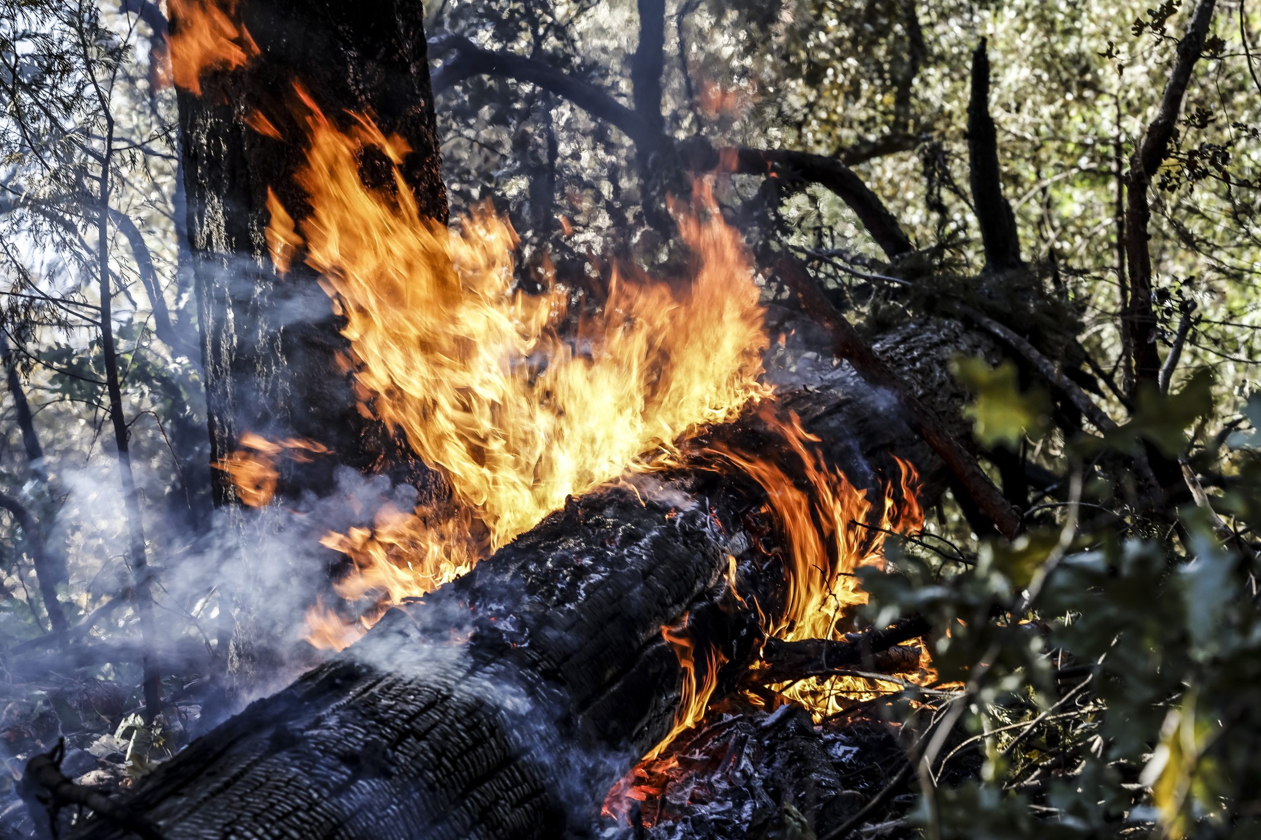 Trinta e seis concelhos em risco máximo de incêndio