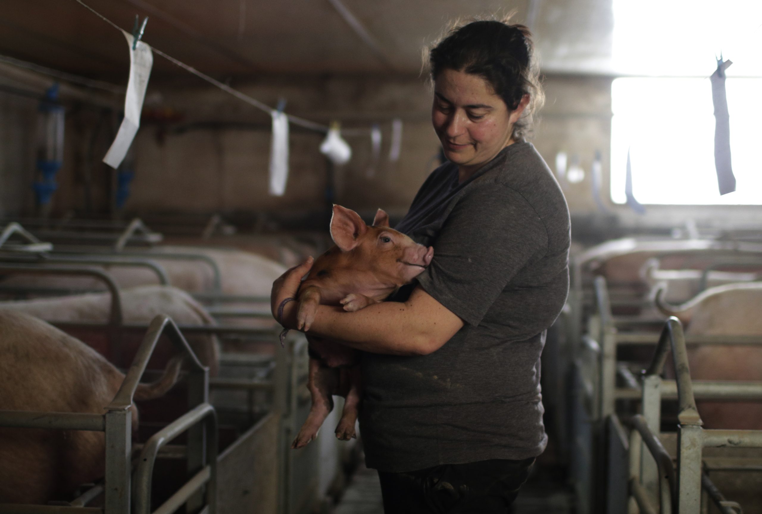 Suinicultores acusam Governo de desmantelar Ministério da Agricultura