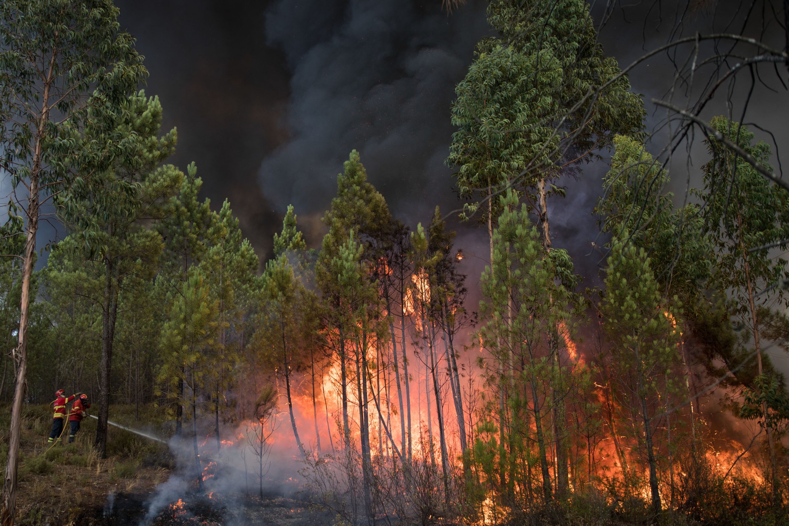 Incêndios: Vila Real, Bragança, Guarda e Castelo Branco estão hoje em risco máximo