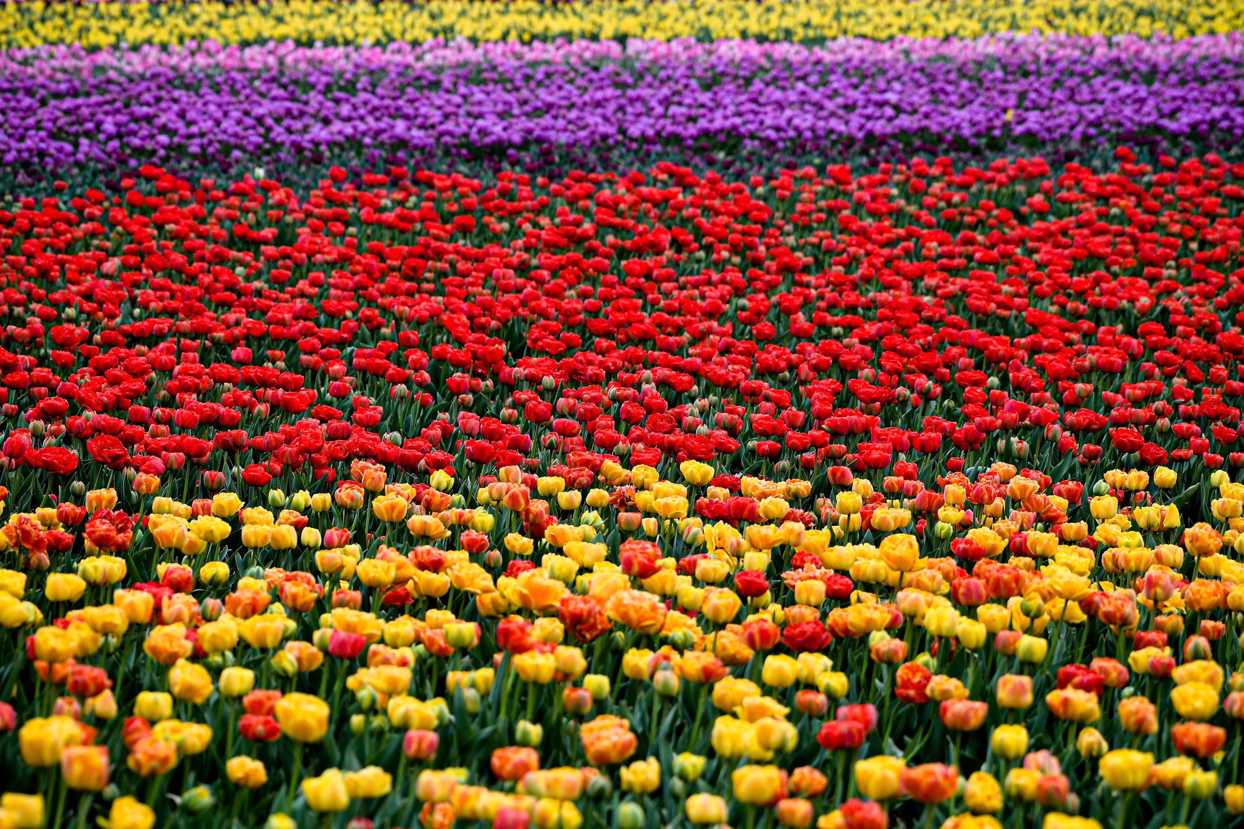 Produtores de flores vivem drama e perdem mais de dois milhões de euros por dia