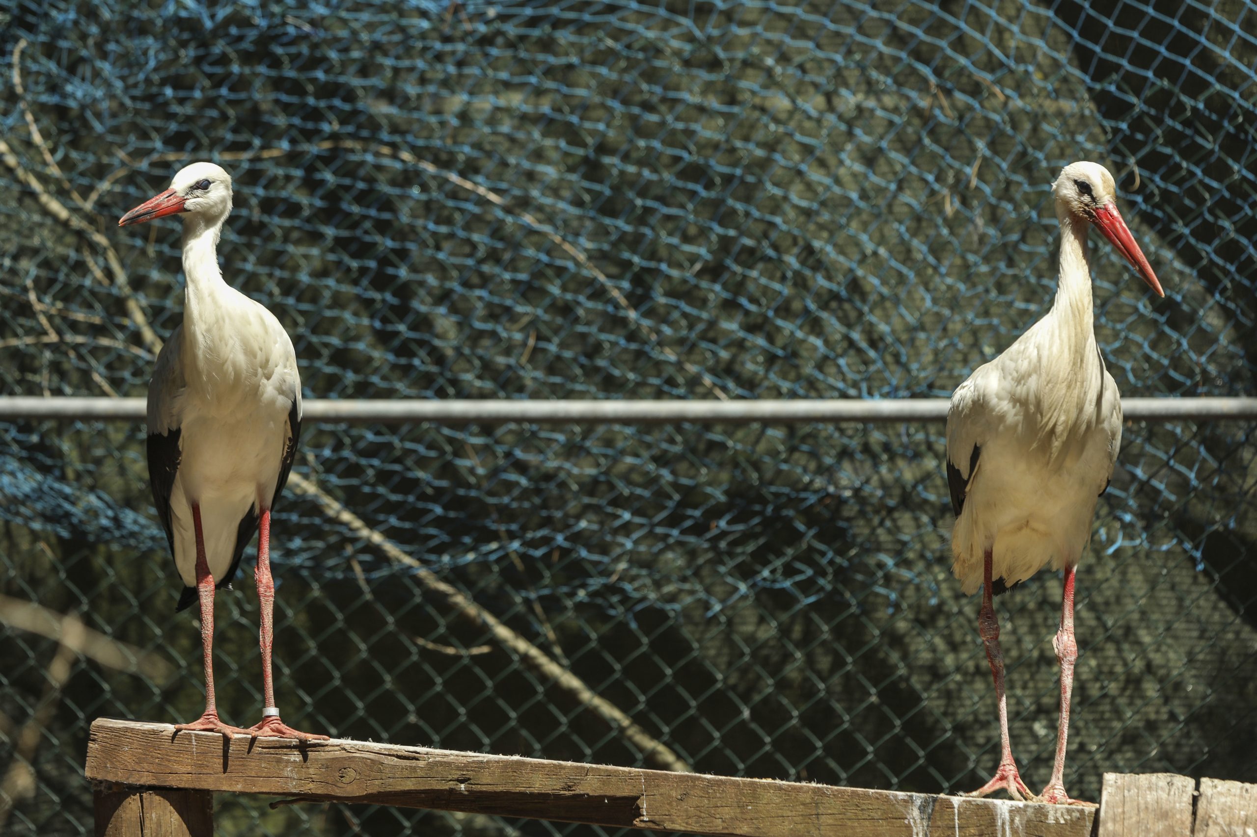 De cegonhas a texugos, centros da Quercus receberam 437 animais feridos durante o confinamento