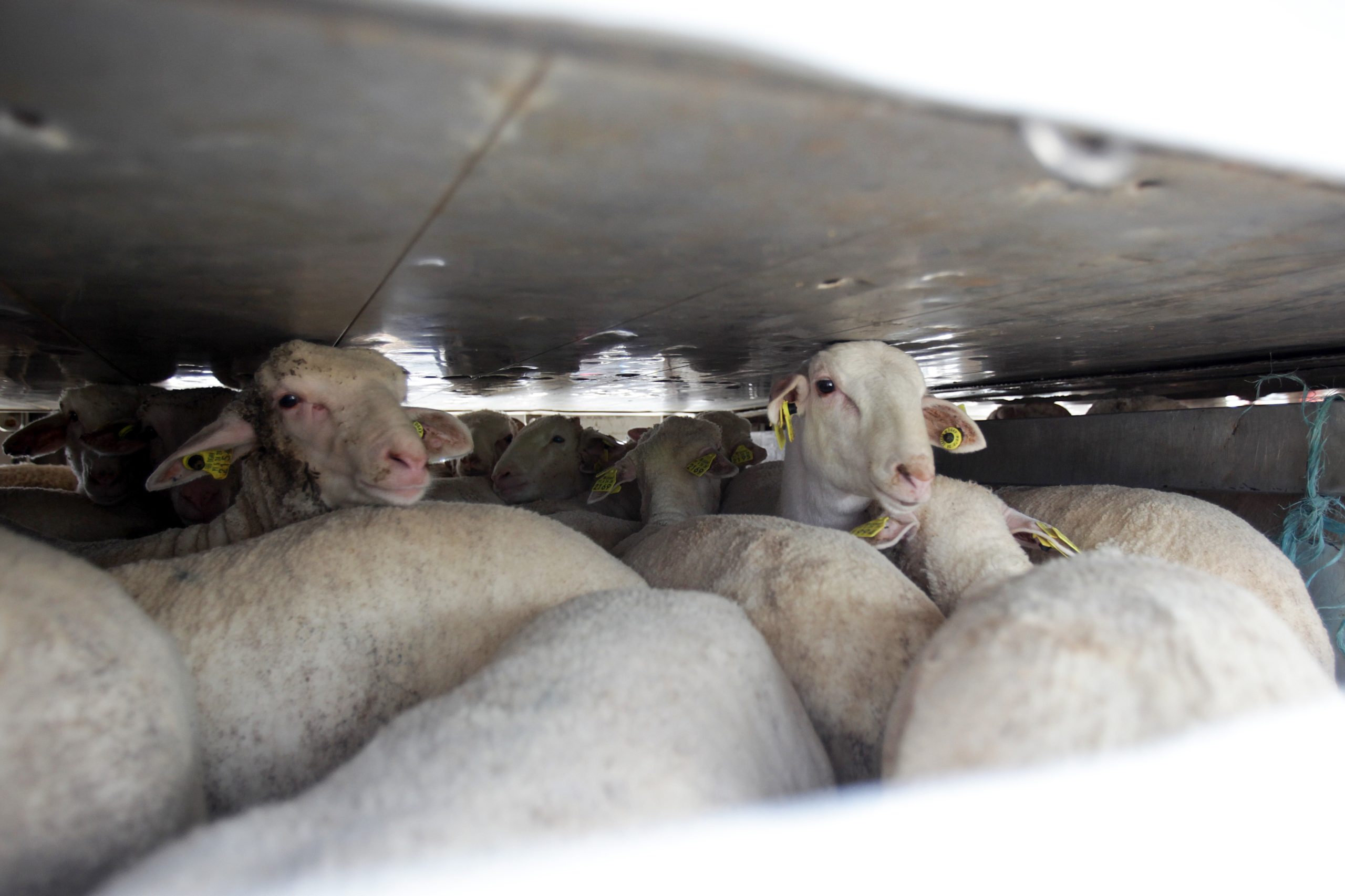 Exportações de animais vivos aumentam quase 21% em 2020 e impulsionam agroalimentar