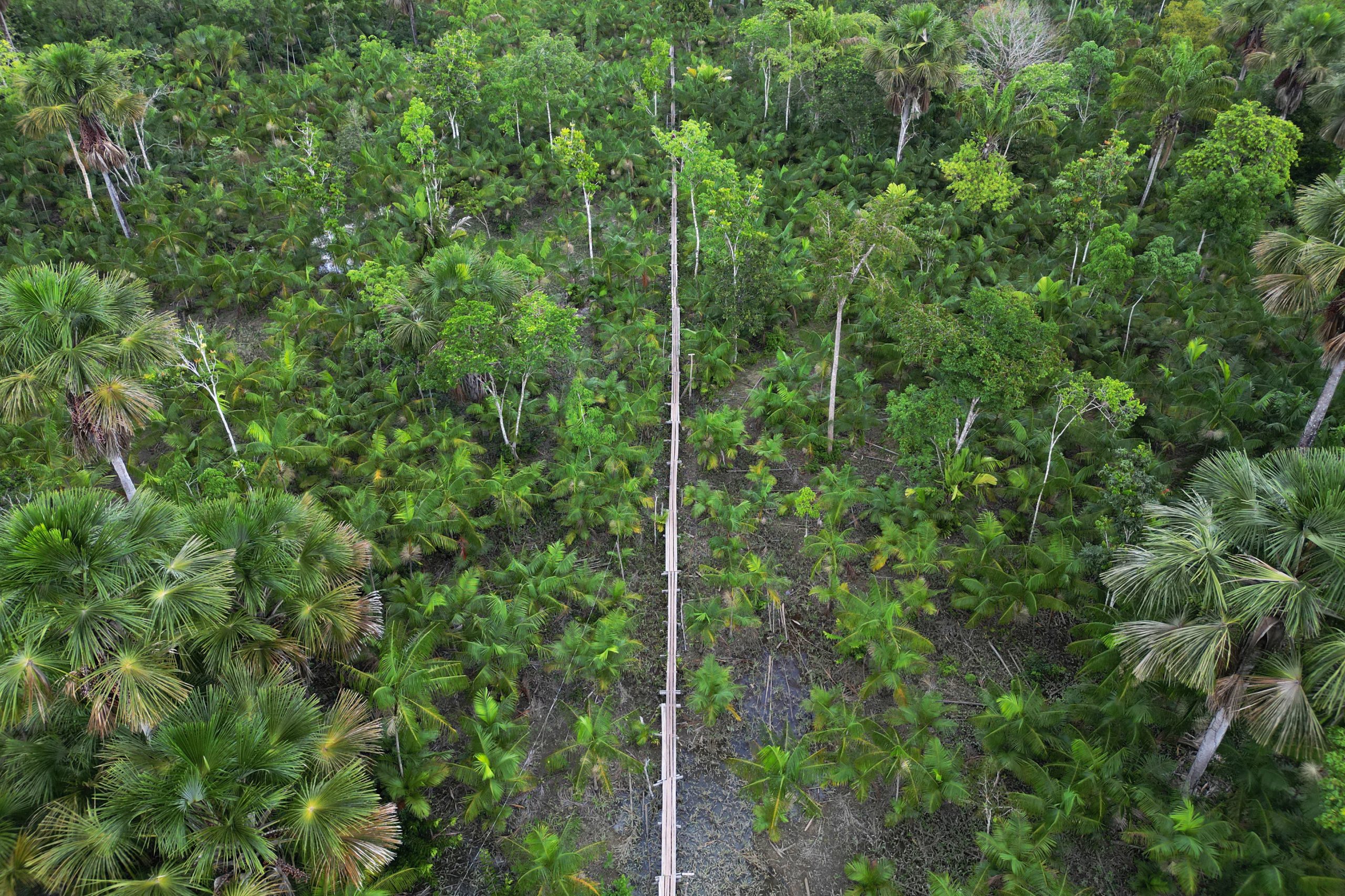 Descoberta na Amazónia enorme rede de cidades com 2.500 anos e ruas “como em Nova Iorque”