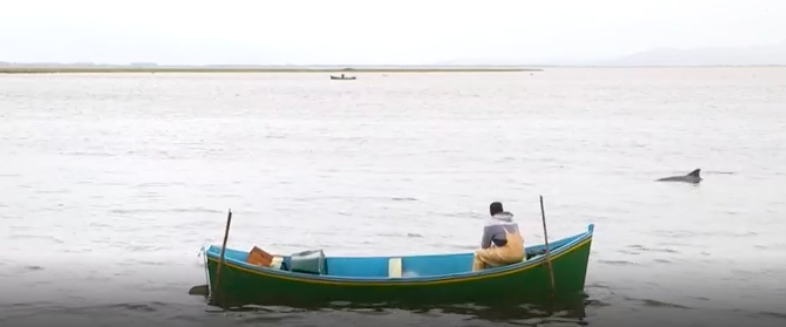 No sul do Brasil, os golfinhos ajudam os pescadores a apanhar peixe