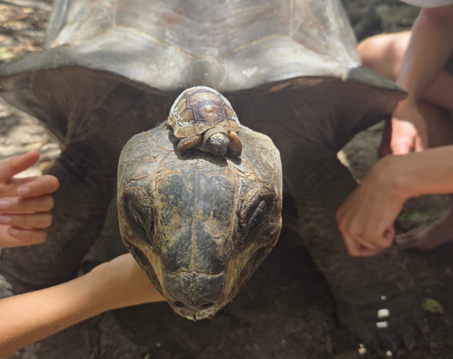 Crias de tartaruga gigante prosperam nas Seychelles após primeira incubação artificial bem-sucedida