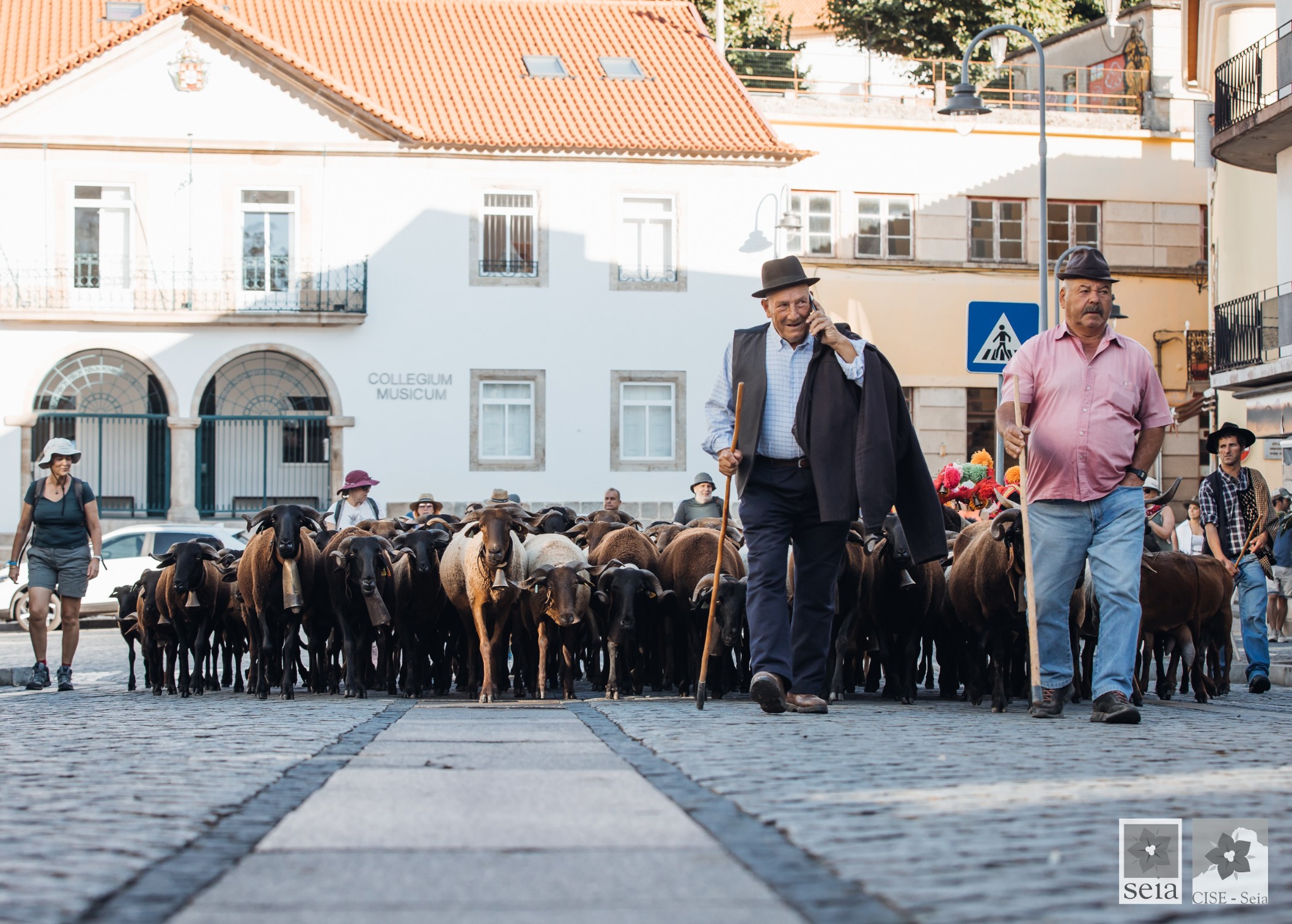 Três mil ovelhas vão subir à Serra da Estrela. Tradição atrai turistas em julho