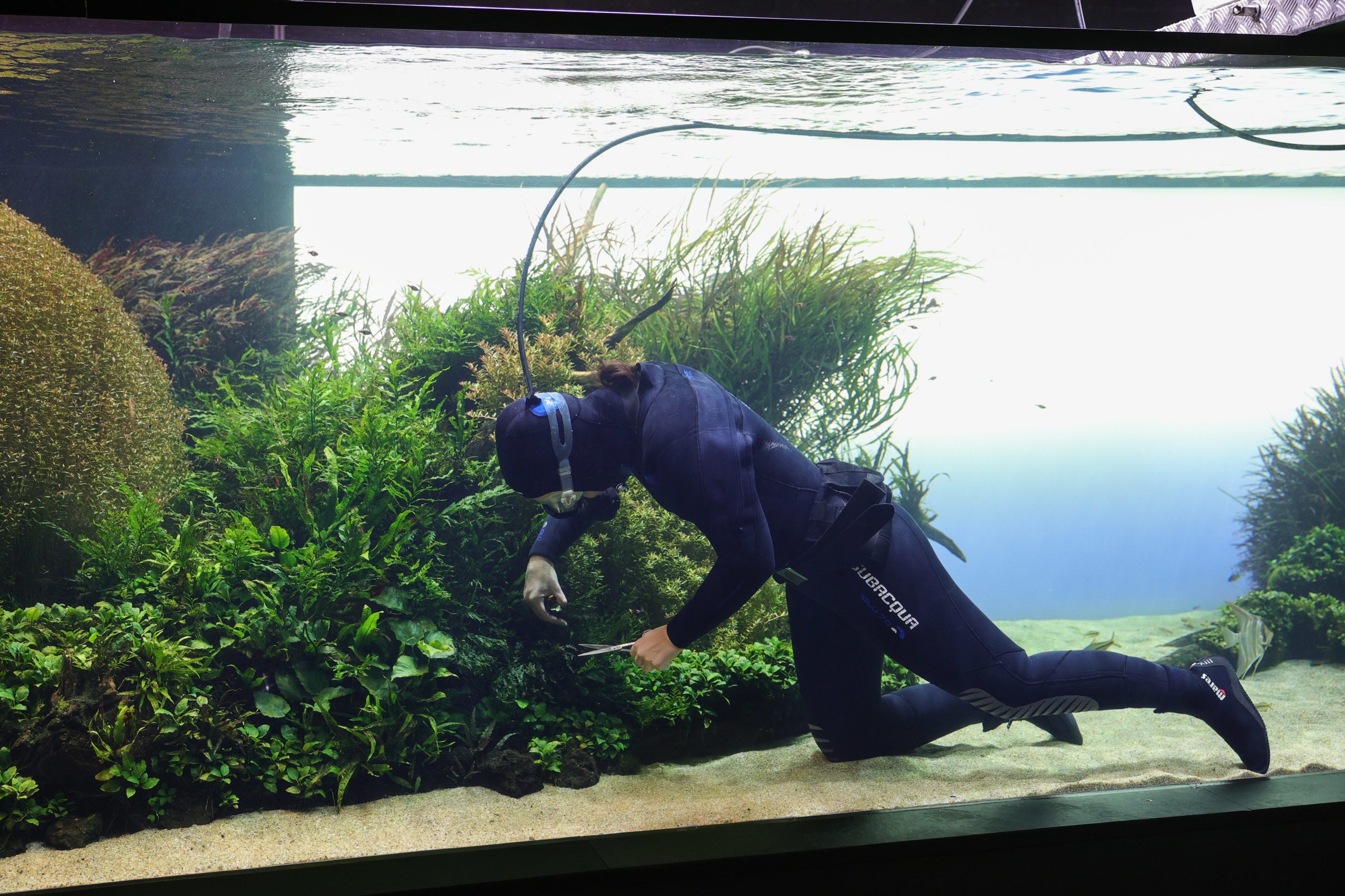 Mergulhadores do Oceanário de Lisboa são fiéis jardineiros das plantas subaquáticas