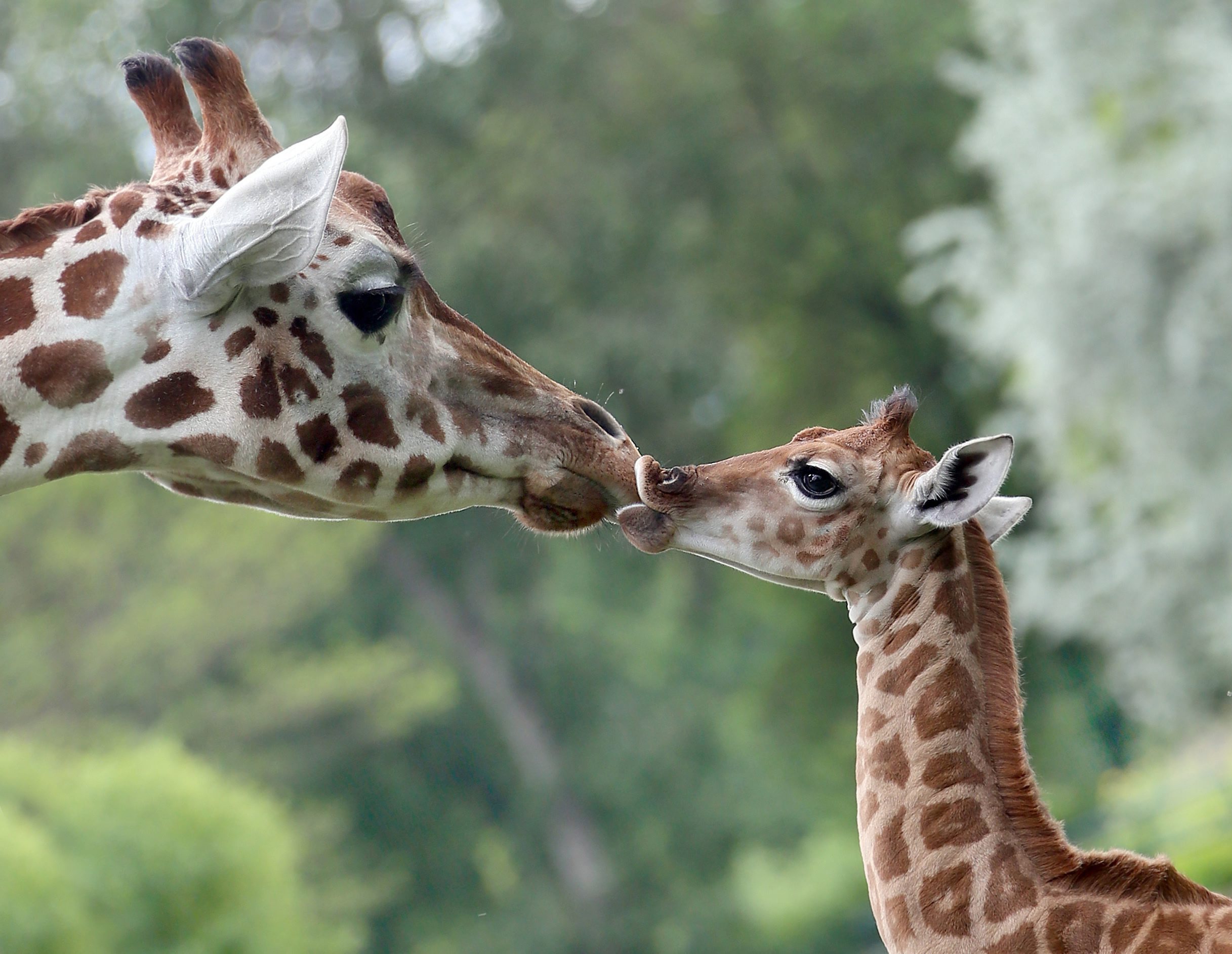 Girafas estão a desaparecer e já são vulneráveis à extinção