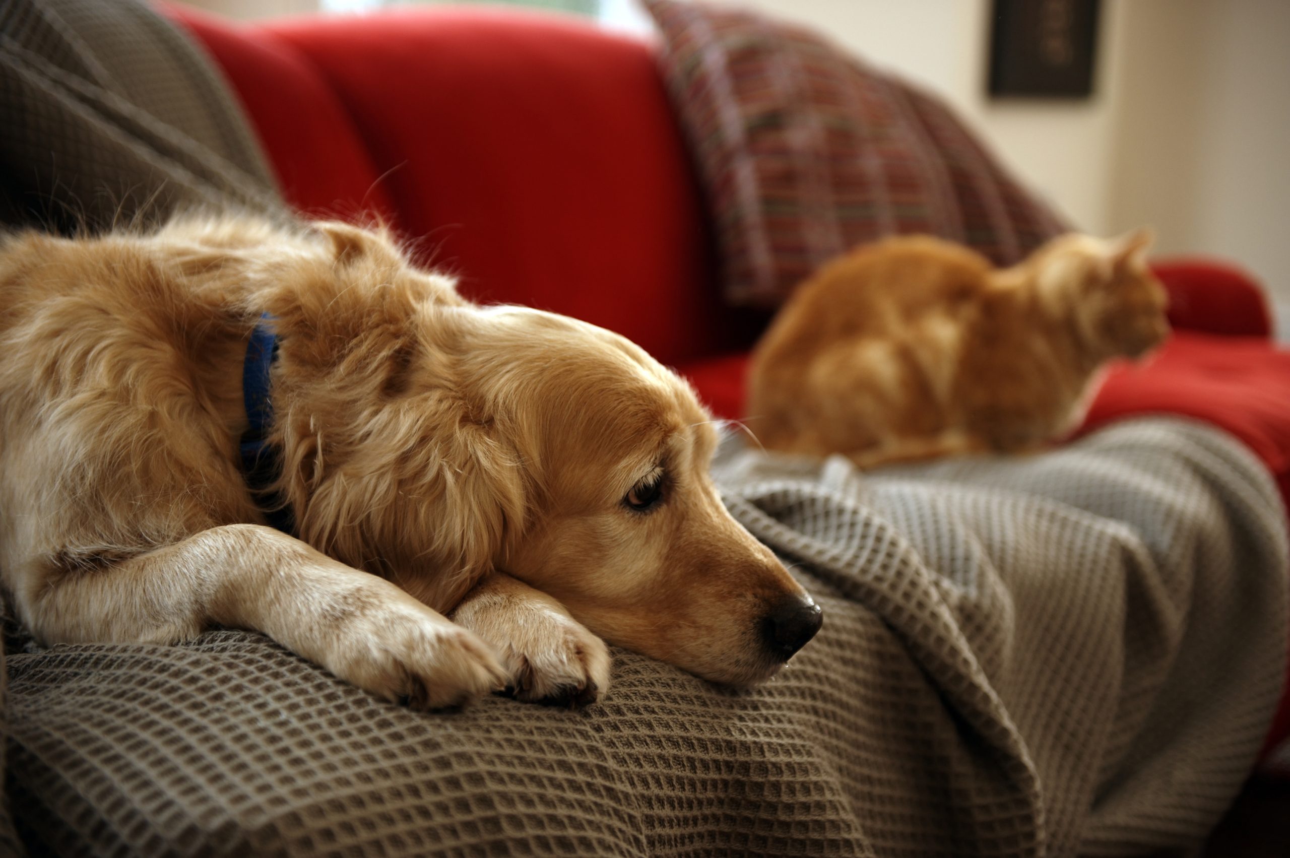 Cães e gatos não só melhoram a vida dos donos, como também a da economia