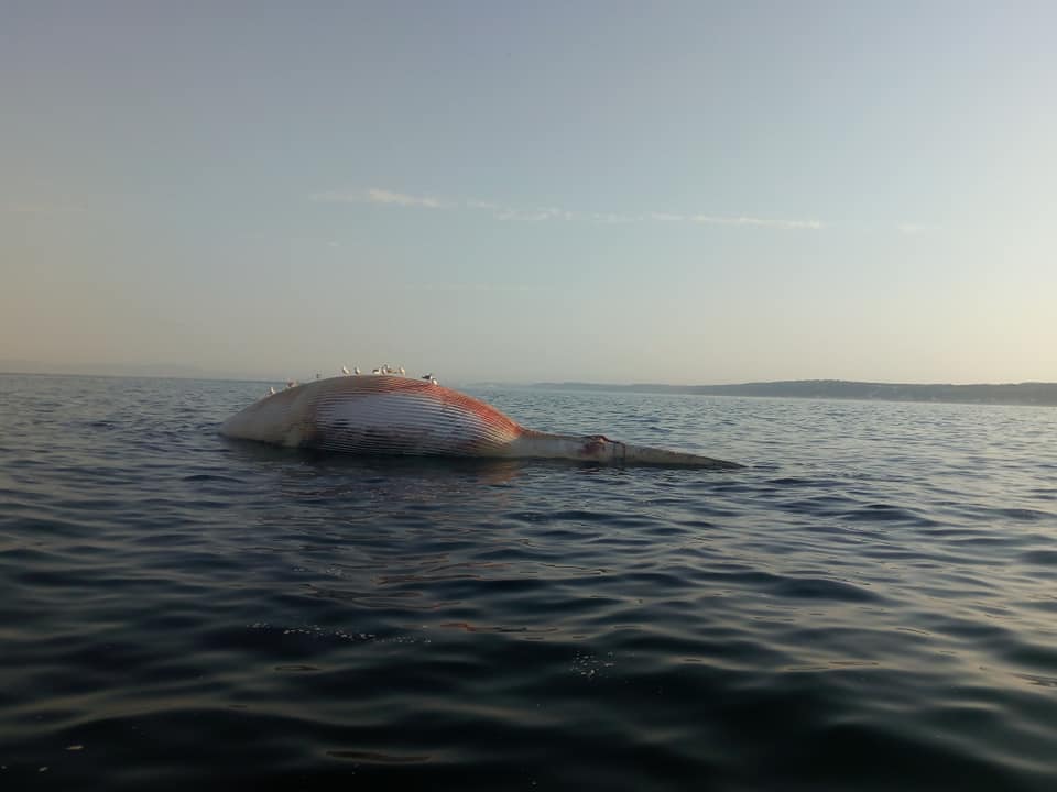 Costa da Caparica. Baleia morta avistada junto à praia da Fonte da Telha vai ser eliminada com uma carga explosiva em alto mar