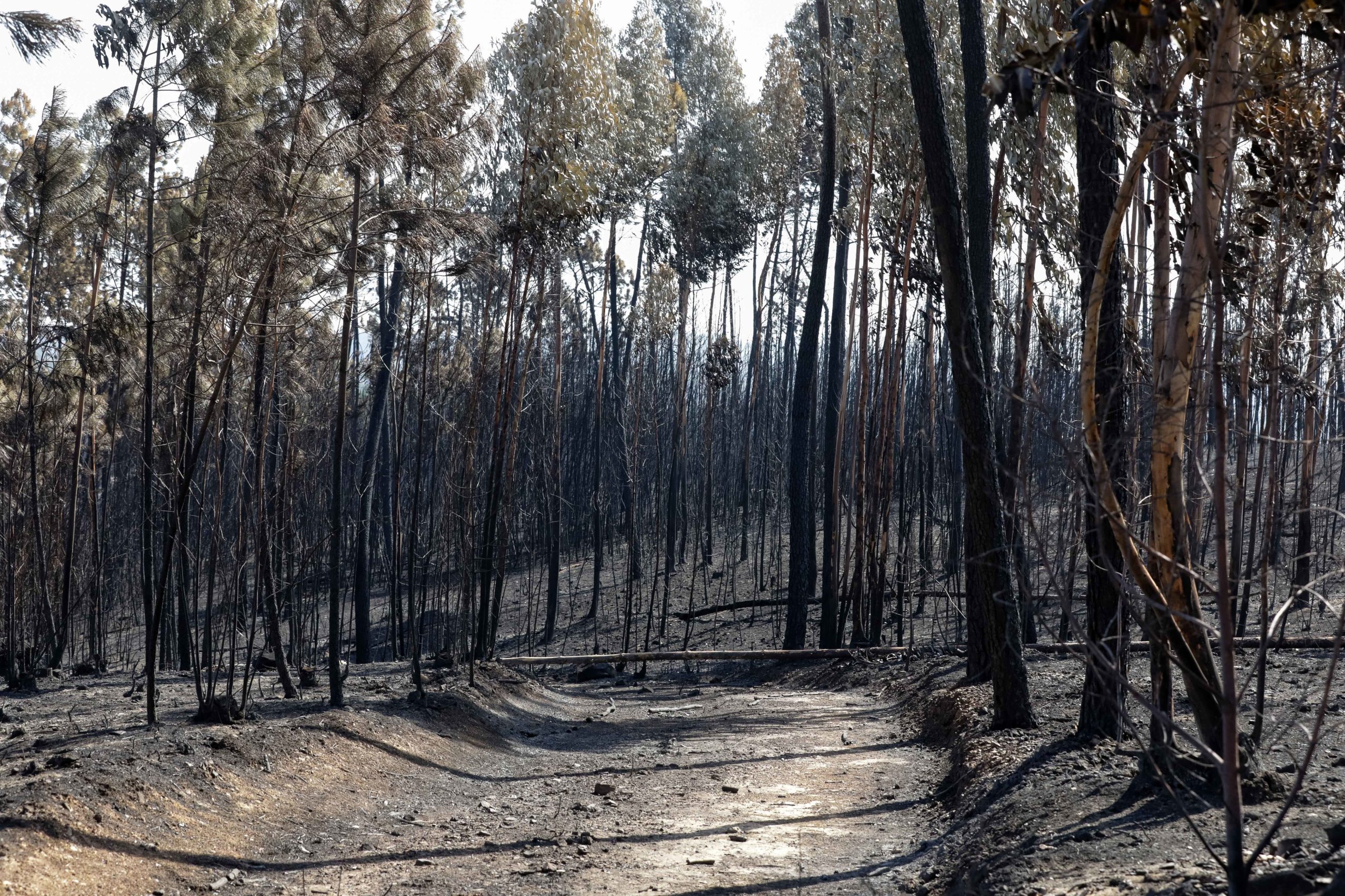 Incêndios. 53 municípios sem plano de defesa da floresta em vigor
