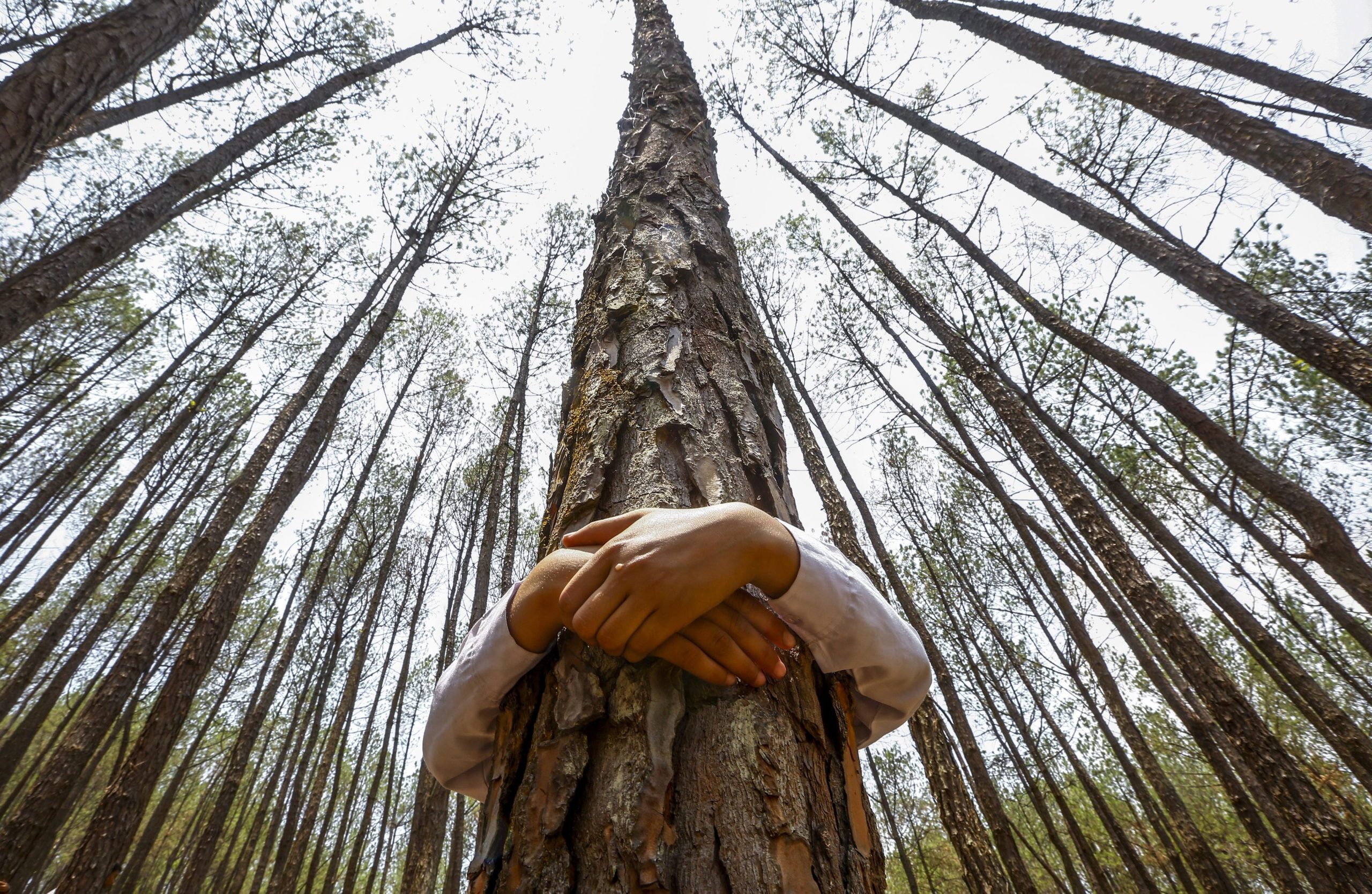 Cabeço Santo em Águeda vai receber árvores com a fatura eletrónica da água
