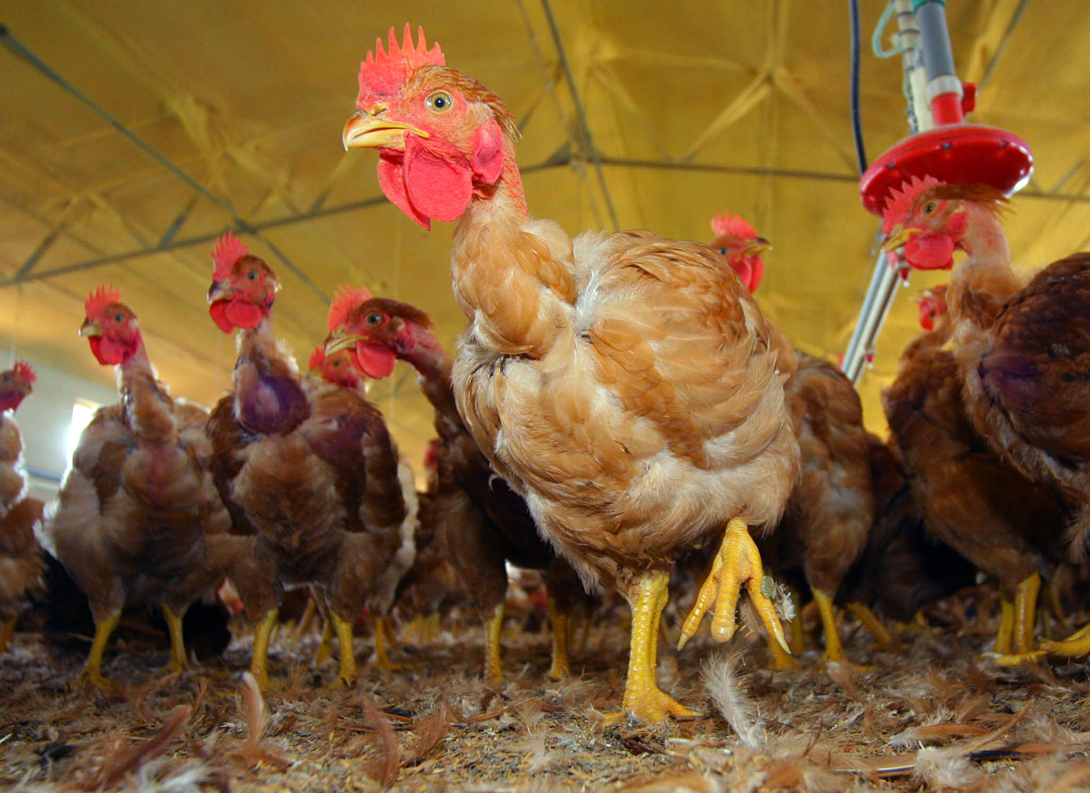 Foco de gripe das aves detetado em Torres Vedras