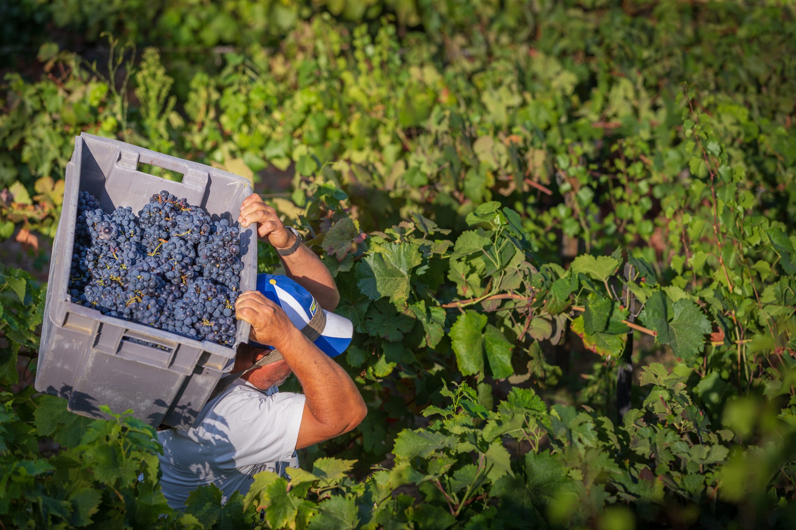 “O Douro unido jamais será vencido”. Porque protestam os produtores de vinho do Porto?