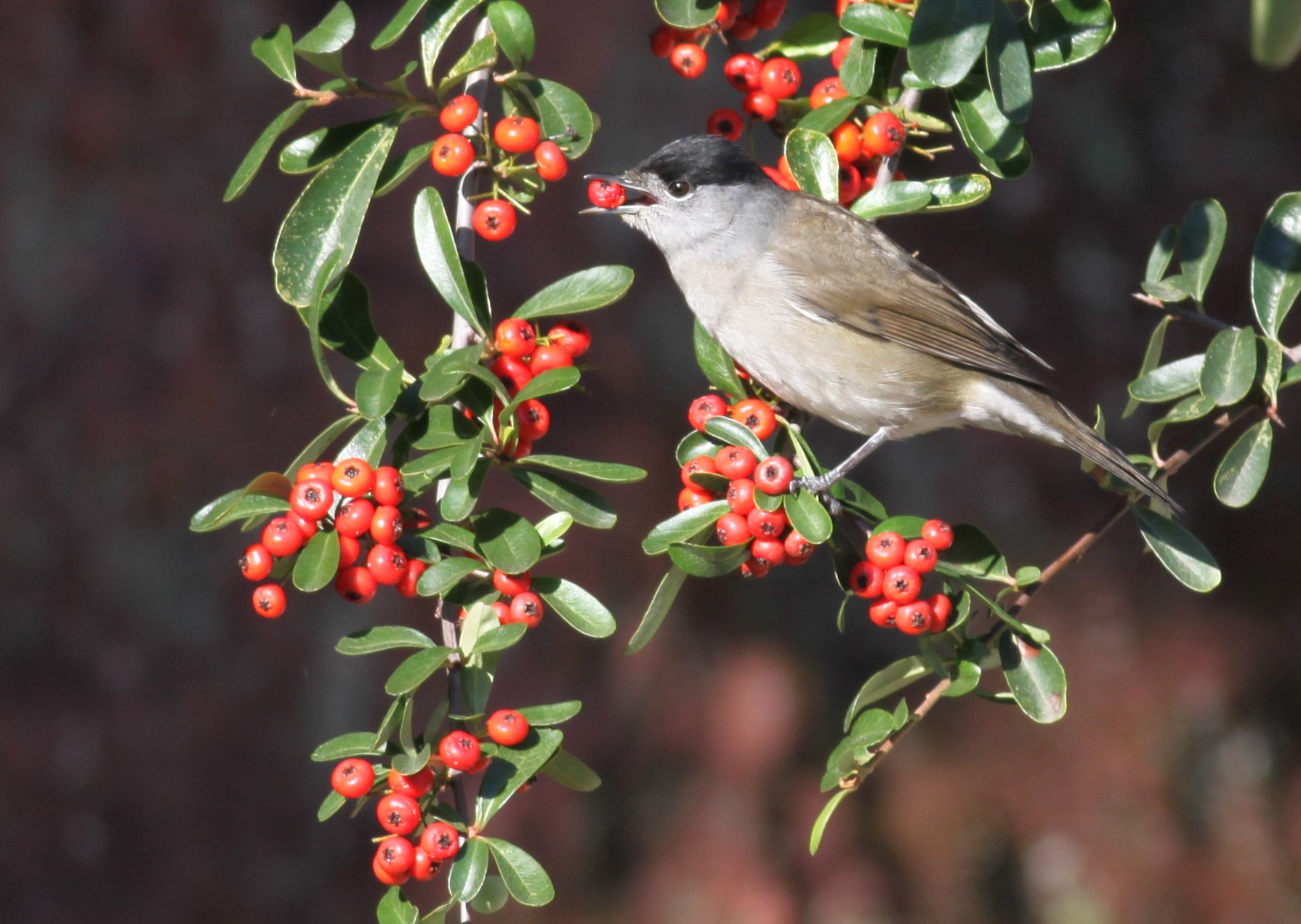Aves que preferem frutos raros ajudam a preservar a diversidade das plantas