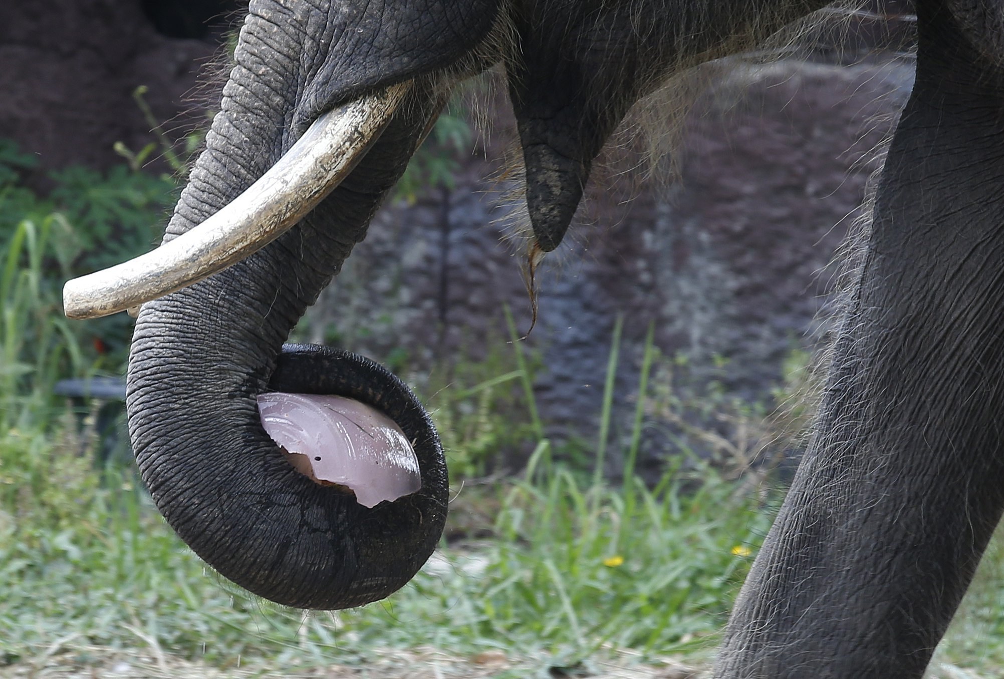 Turista espanhola morta por elefante na Tailândia enquanto dava banho ao animal