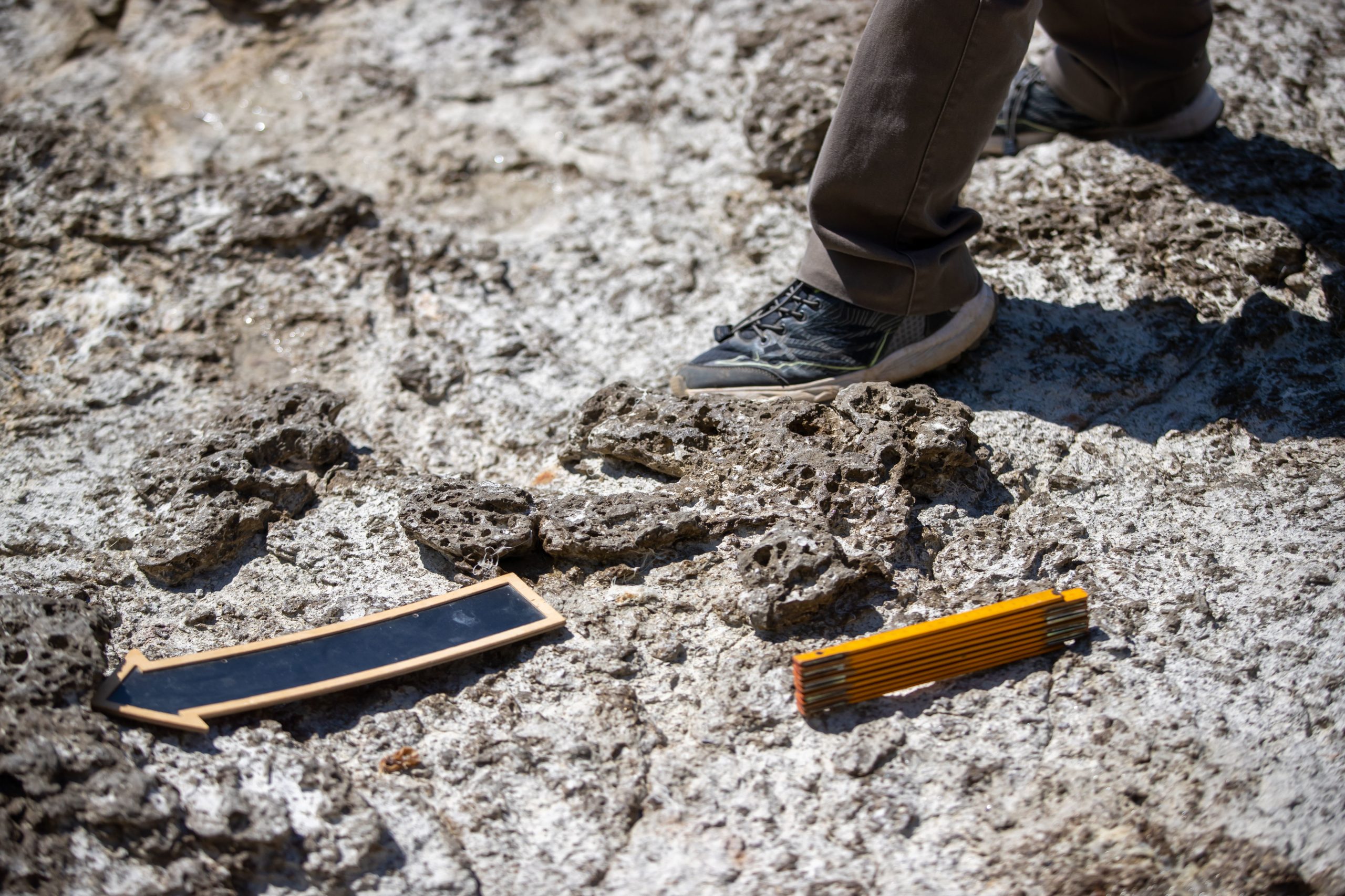 Novos fósseis de dinossauros descobertos em Portugal