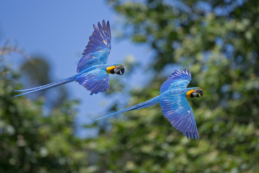 As araras e aves de rapina estão de regresso aos céus do Zoo Santo Inácio, que volta a funcionar em pleno